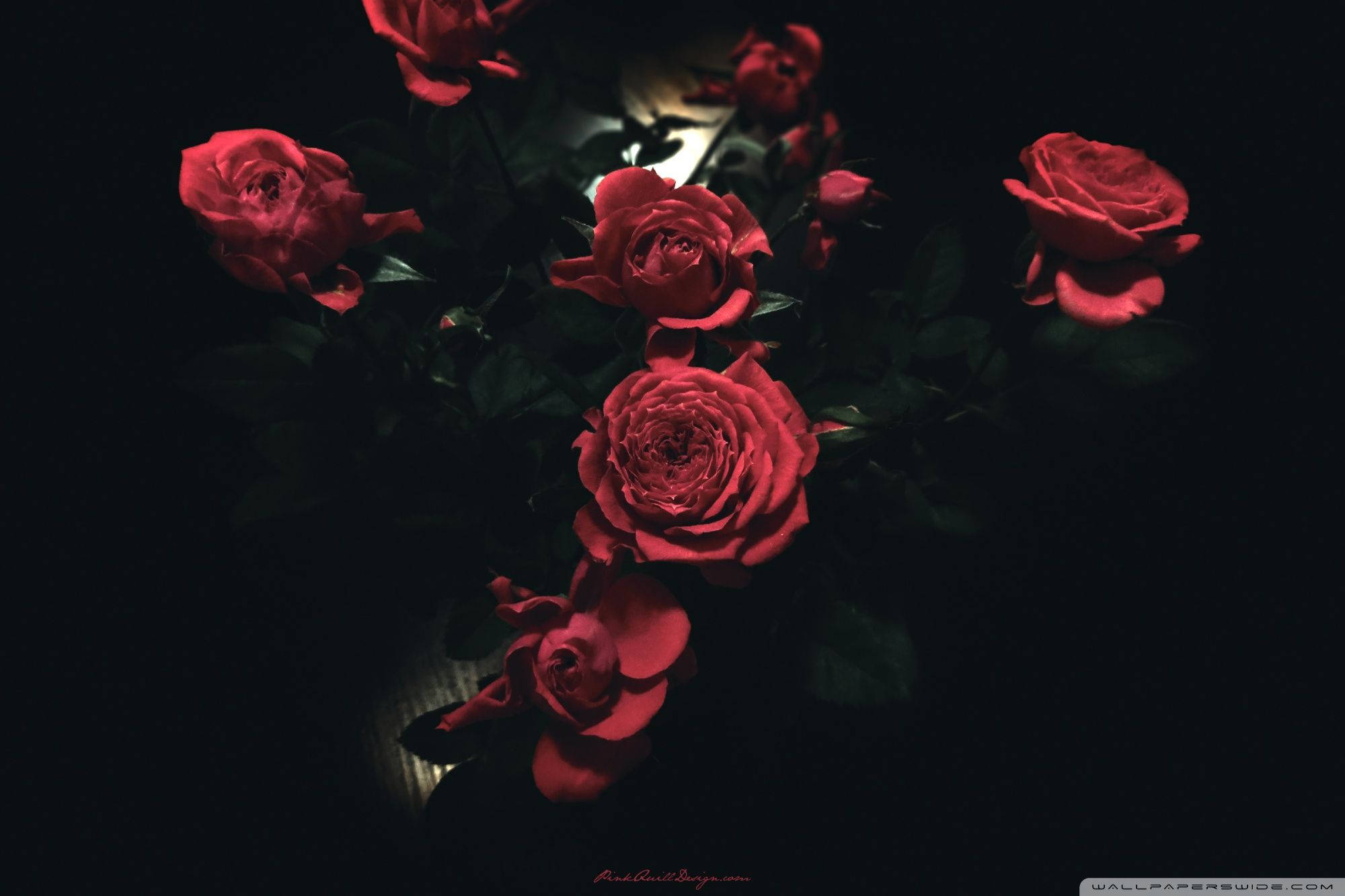 Rose iPhone 桌布 壁紙 — 鮮豔的紅玫瑰在漆黑的背景下柔和發光，形成戲劇性的低光肖像。