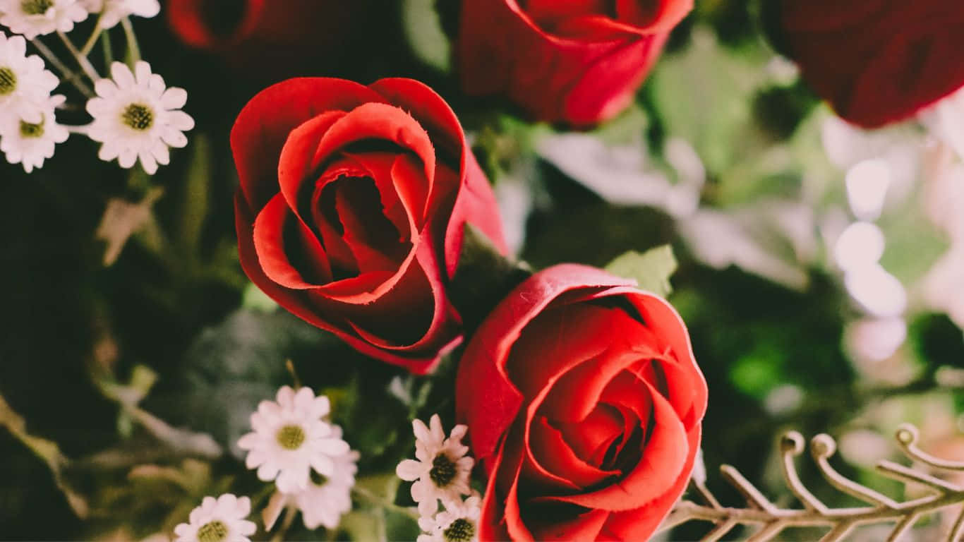 1366x768 Roses 桌布 壁紙 — 鮮豔的紅玫瑰在精緻的白雛菊和柔軟的綠葉中綻放，景深較淺。
