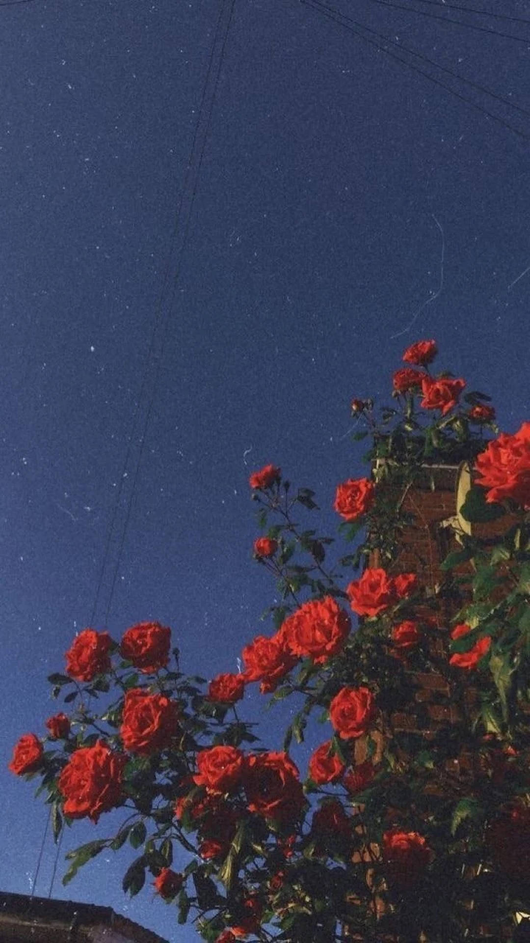 在繁星點點的夜空下，紅玫瑰在磚牆上生長。
