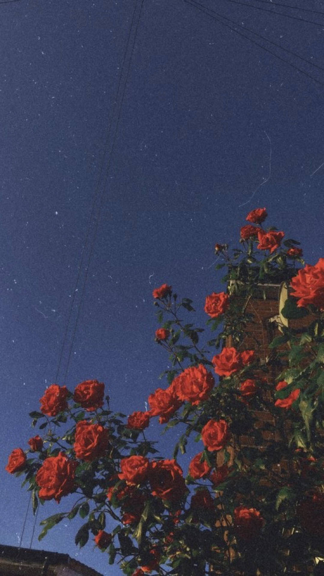 紅玫瑰在繁星點點的夜空下生長，伴有電線和磚砌建築。 — 獨立美學動圖 壁紙