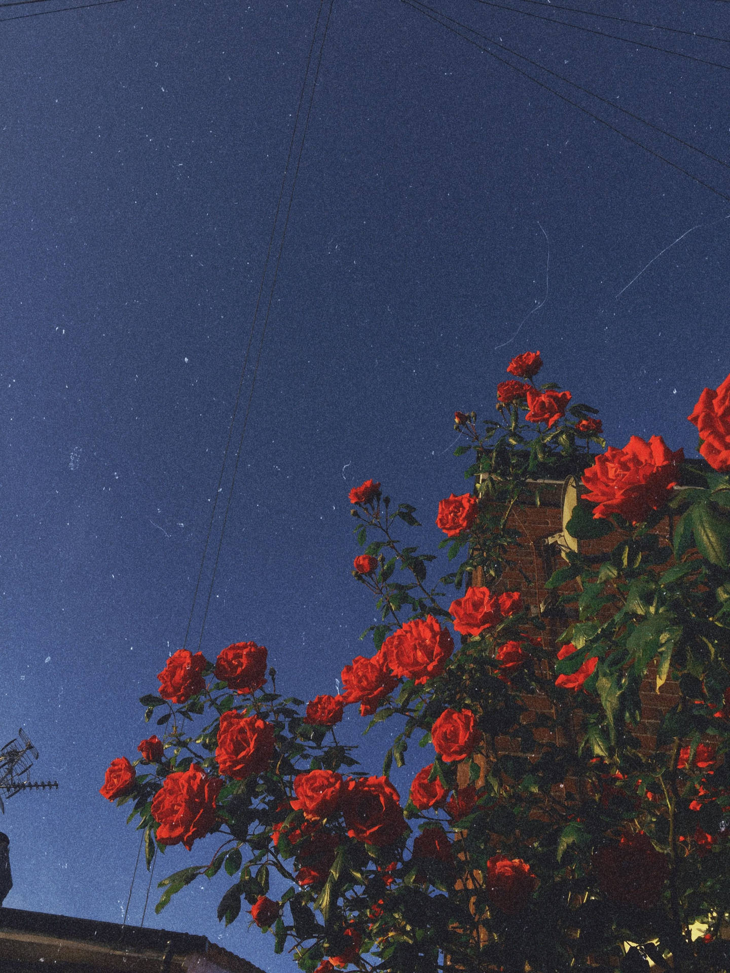 紅玫瑰在繁星點點的夜空下盛開，有電線和磚建築。 — 復古美學 GIF 壁紙