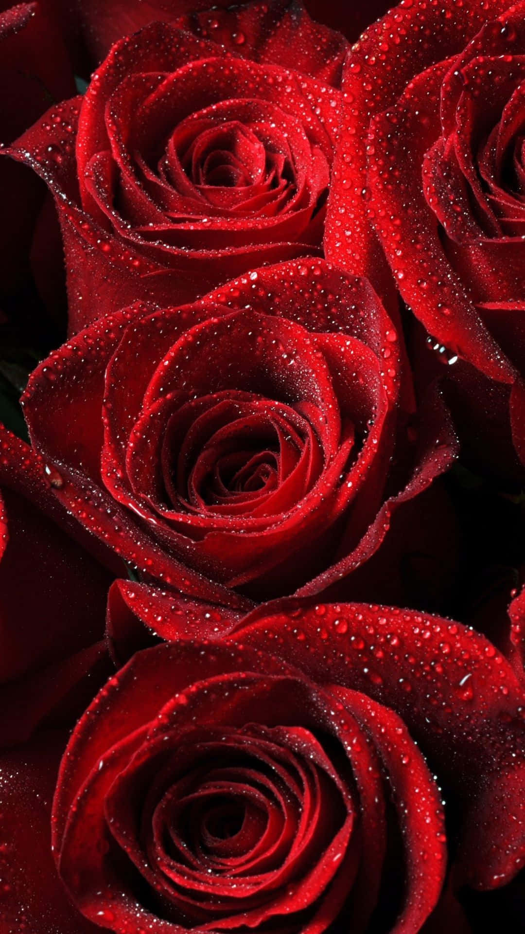 Best Roses 桌布 壁紙 — 鮮豔的紅玫瑰在茂密的特寫中閃爍著露珠，花瓣在深色背景下捲曲成複雜的螺旋。