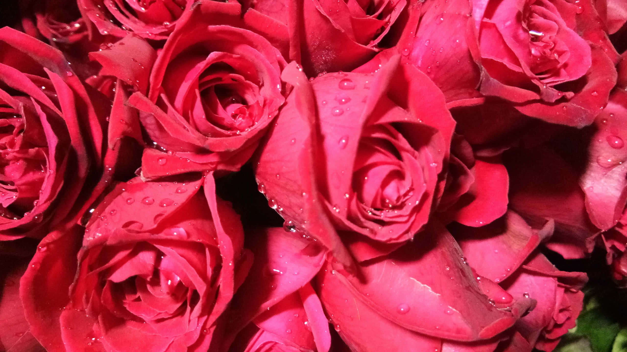 Roses 桌布 壁紙 — 鮮豔的紅玫瑰在茂密的特寫花朵中閃爍著露珠。