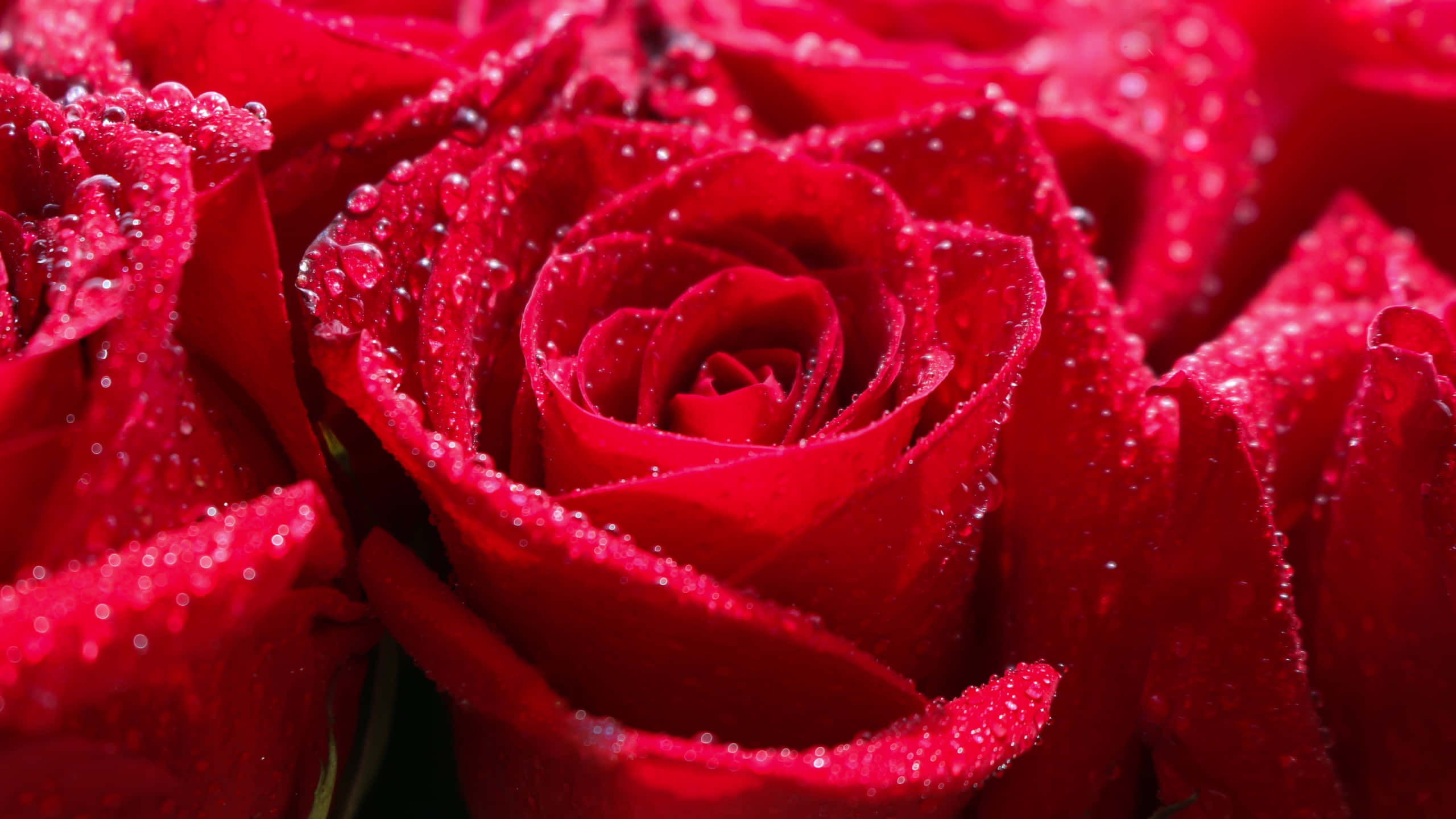 Roses 桌布 壁紙 — 鮮豔的紅玫瑰在茂密的特寫花朵中閃爍著露珠。