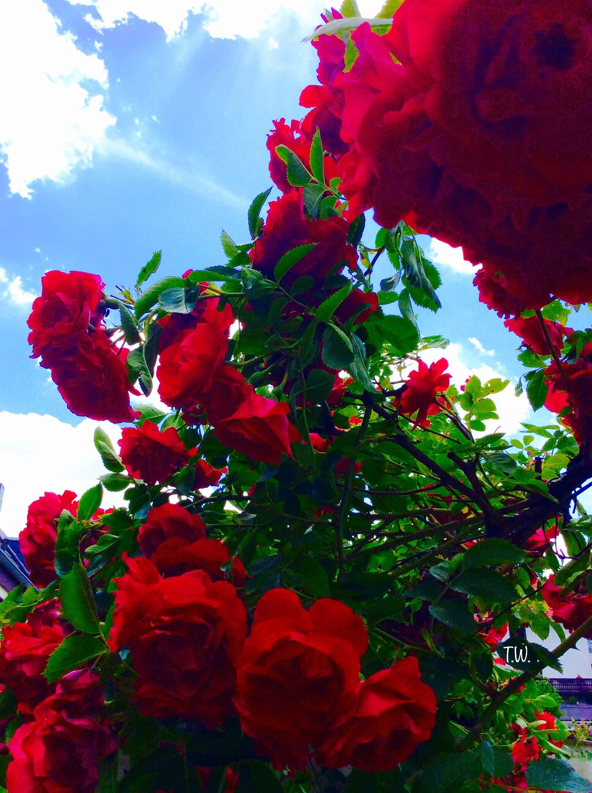 Red Roses 桌布 壁紙 — 鮮豔的紅玫瑰在藍天白雲下茂盛綻放。