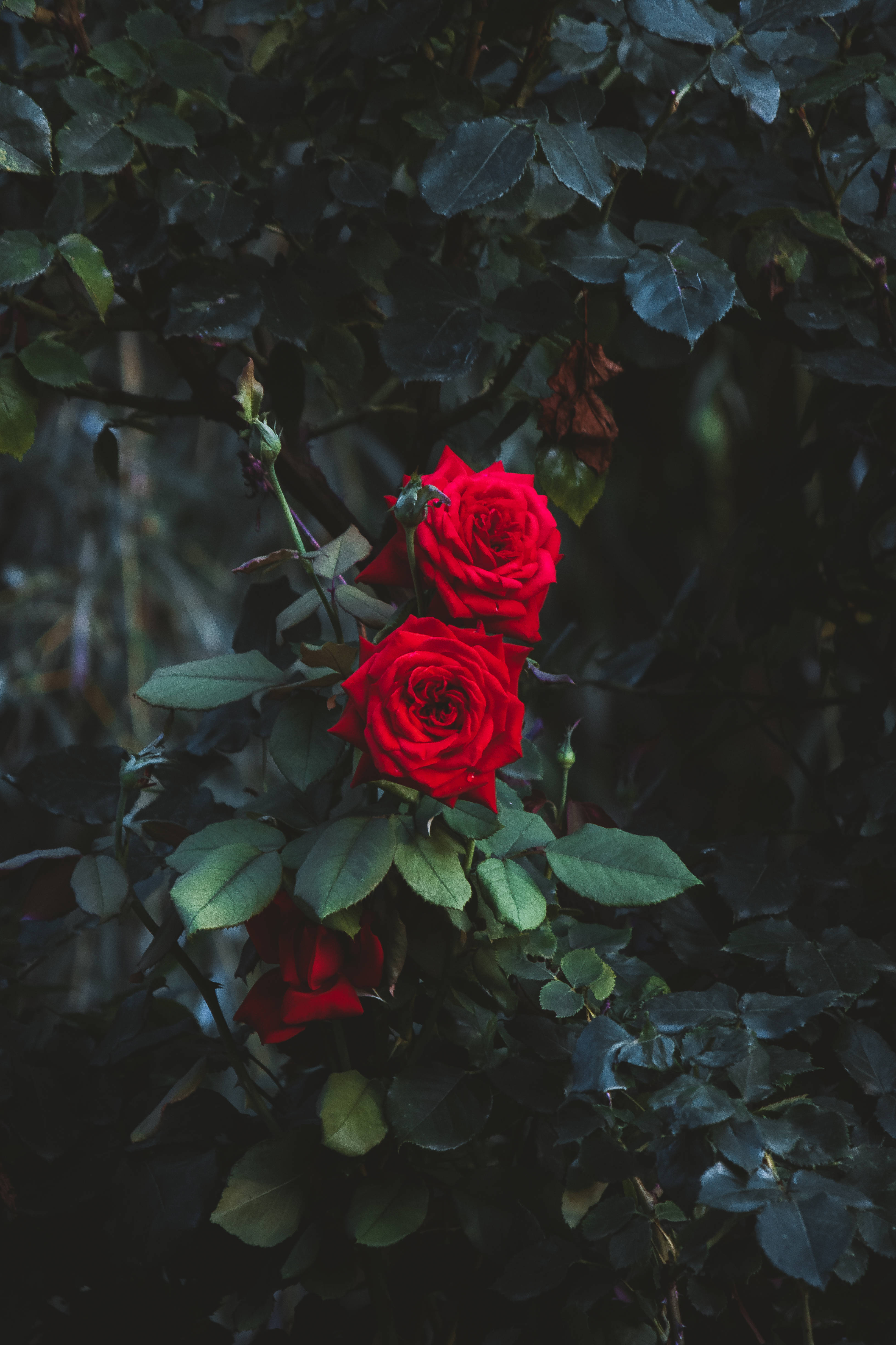Rose HD 桌布 壁紙 — 鮮豔的紅玫瑰在陰暗花園環境中的深綠色葉子間盛開。