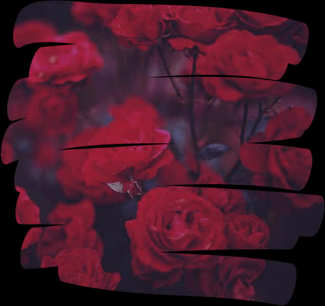 Aesthetic Overlays 桌布 壁紙 — 鮮豔的紅玫瑰在陰鬱、破碎的框架中綻放，背景為深色，帶有柔和的紫色調。