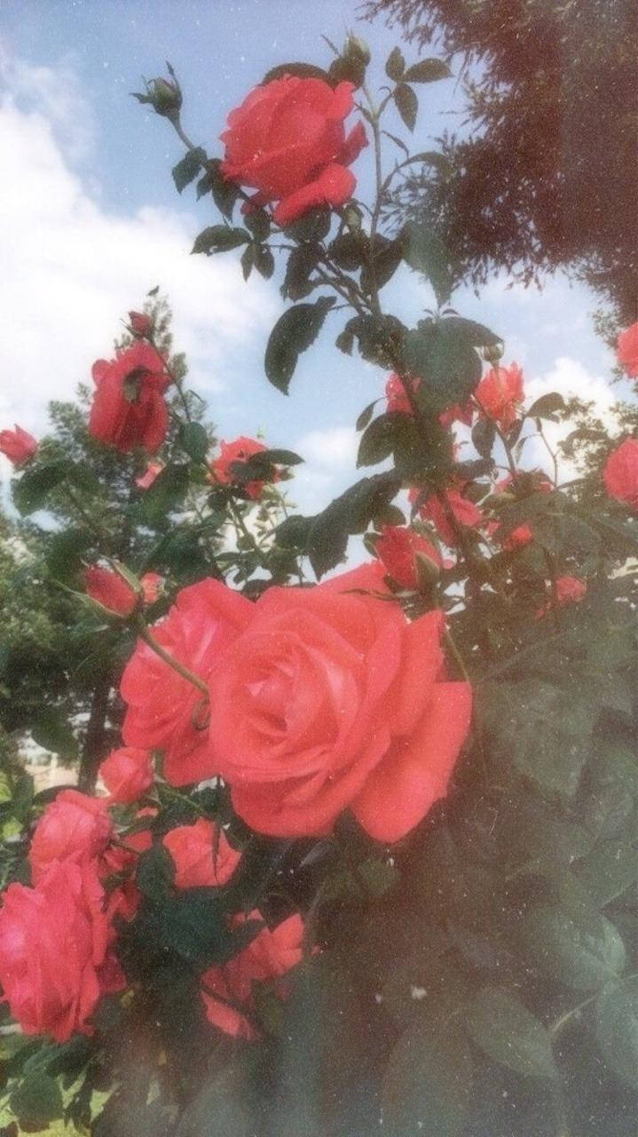 美學 Tumblr 桌布 壁紙 — 鮮豔的紅玫瑰在陽光明媚的花園中，襯著明亮的藍天和蓬鬆的白雲，茂盛地綻放。