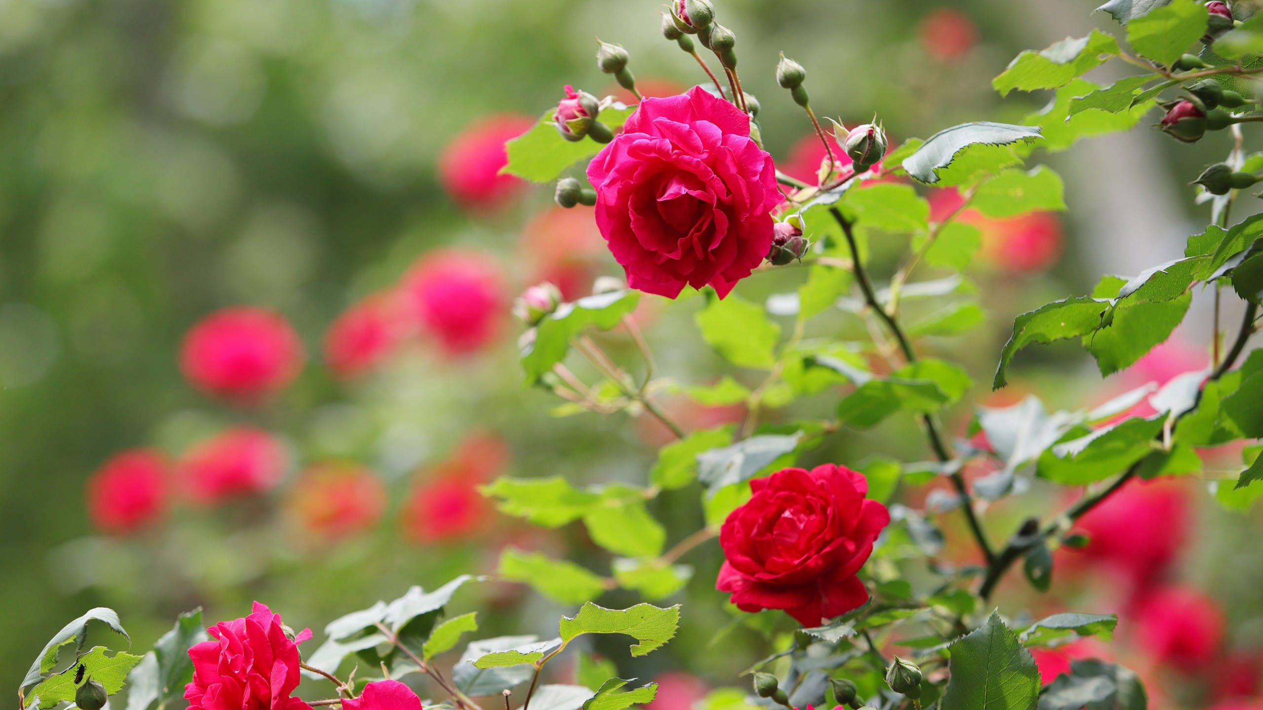 Roses 桌布 壁紙 — 鮮豔的紅玫瑰在陽光普照的花園中，在柔和的模糊背景下，於茂密的綠葉間盛開。