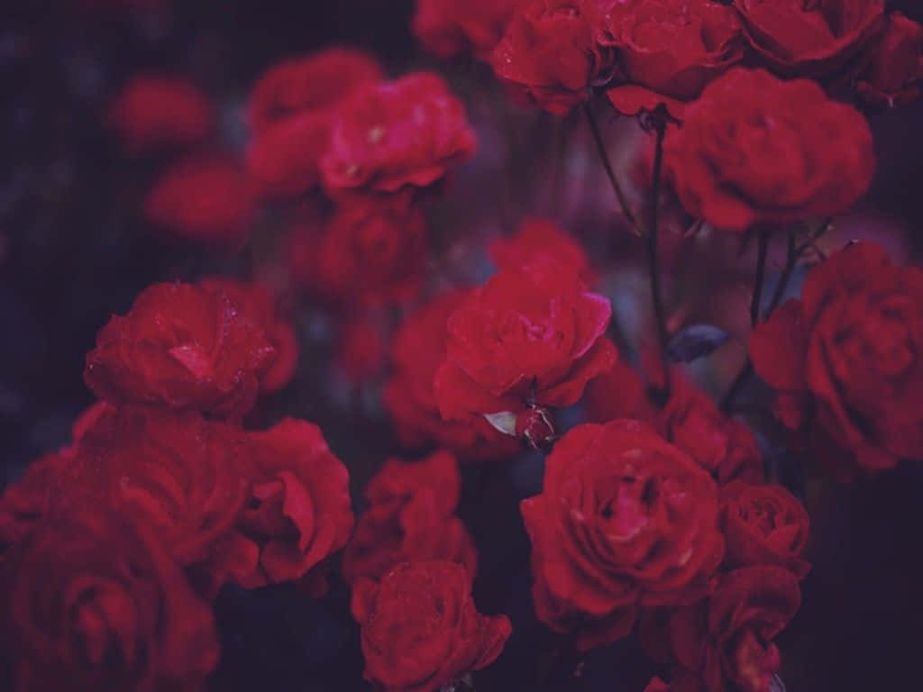 Red Rose Aesthetic 桌布 壁紙 — 鮮豔的紅玫瑰在露珠的點綴下閃閃發光，背景陰暗且富有情調，景深較淺。