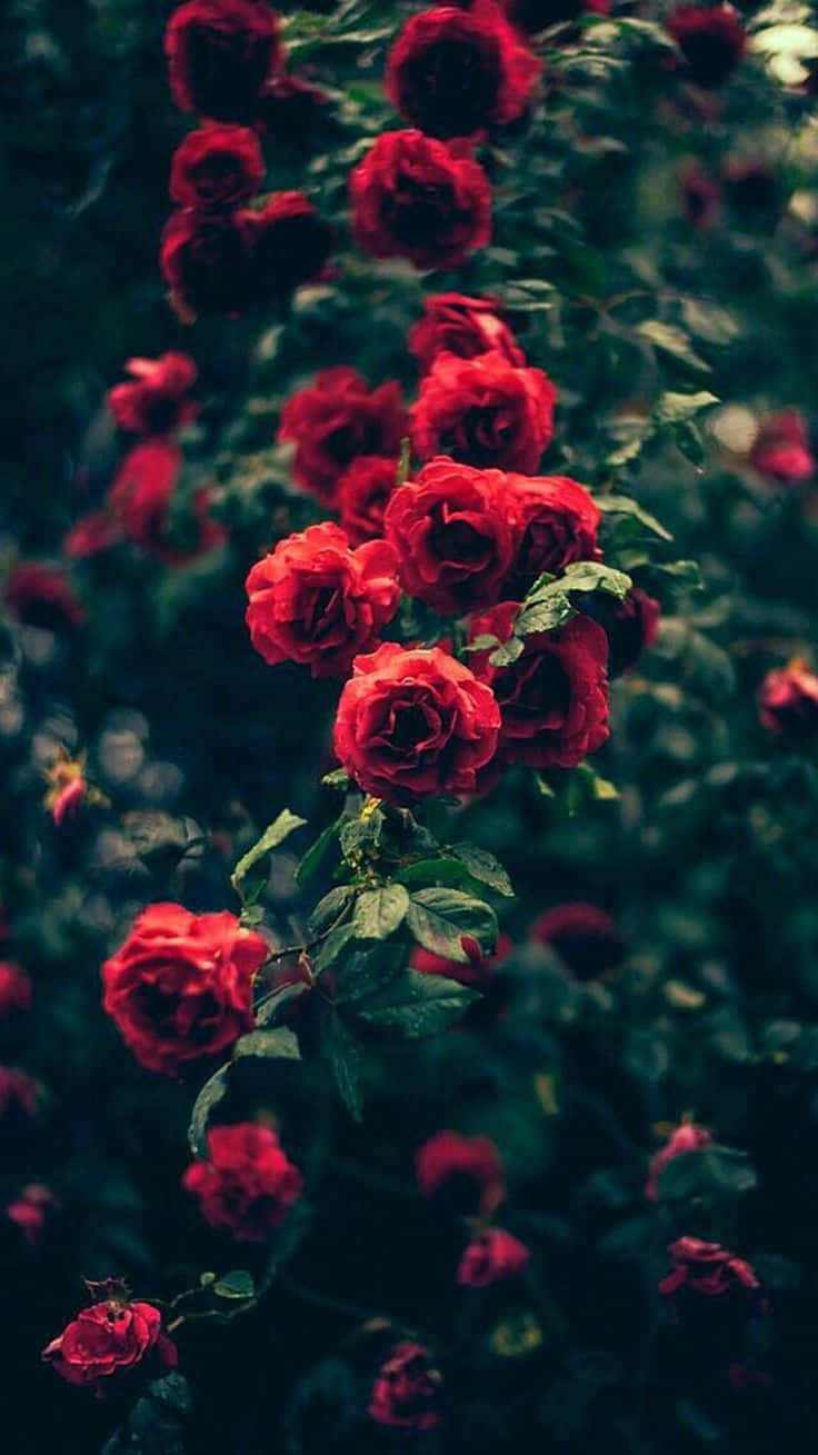 Red Rose Aesthetic 桌布 壁紙 — 鮮豔的紅玫瑰在黑暗模糊的花園背景下密集綻放，帶有柔和散景燈光。
