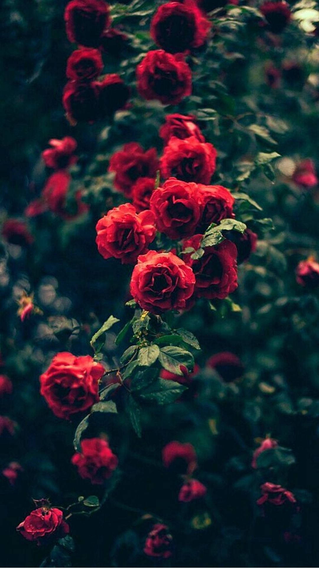 Rose iPhone 桌布 壁紙 — 鮮豔的紅玫瑰在黑暗模糊的花園背景下密集綻放，帶有柔和散景燈光。