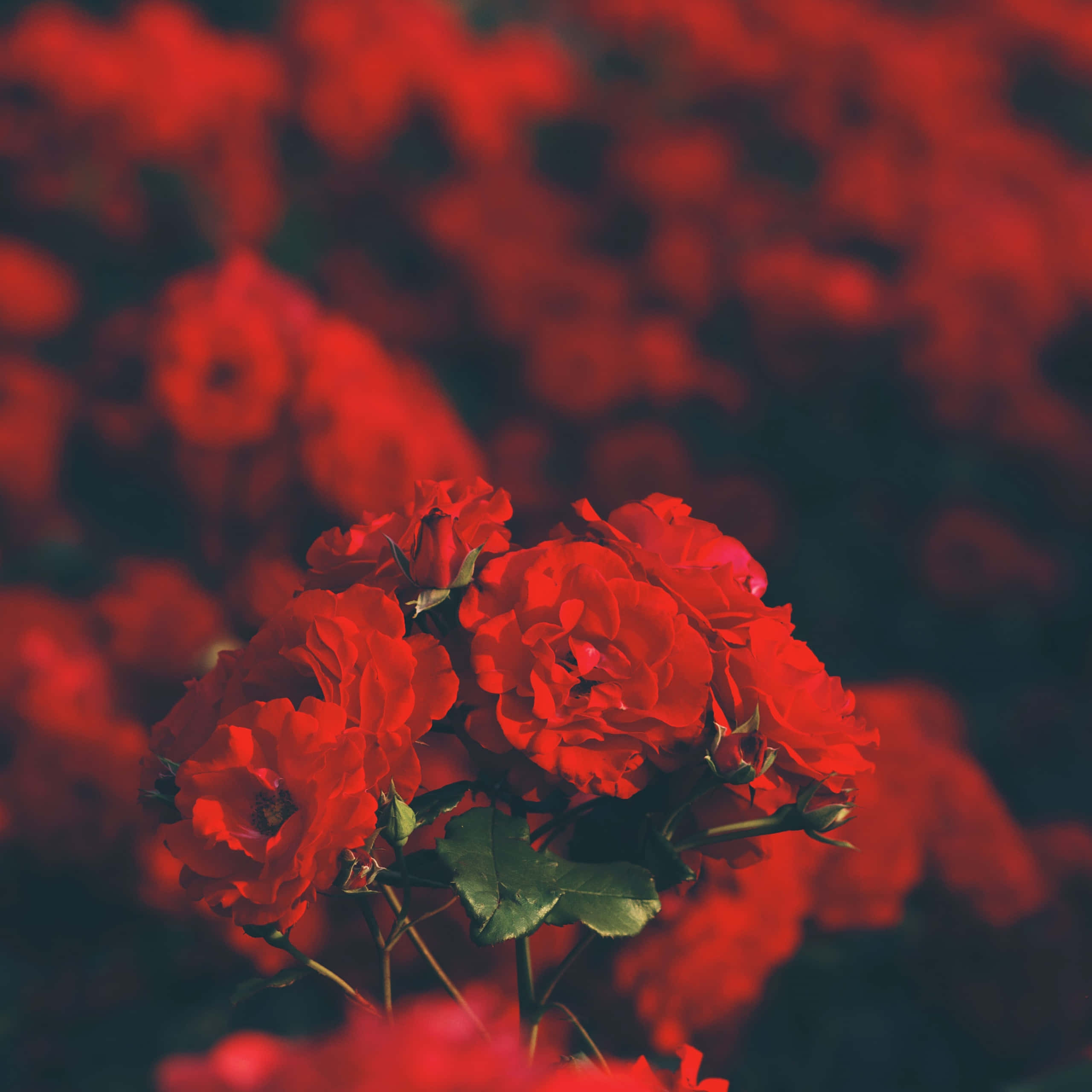 Aesthetic Red 桌布 壁紙 — 鮮豔的紅玫瑰在黑暗背景下以柔焦綻放，營造出濃郁的浪漫氛圍。