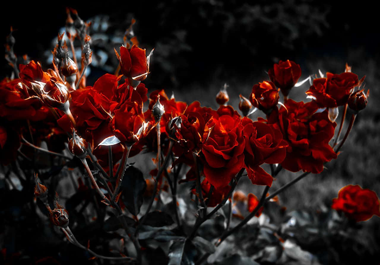 黑白 桌布 壁紙 — 鮮豔的紅玫瑰在黑白花園背景和戲劇性燈光下戲劇性地盛開。