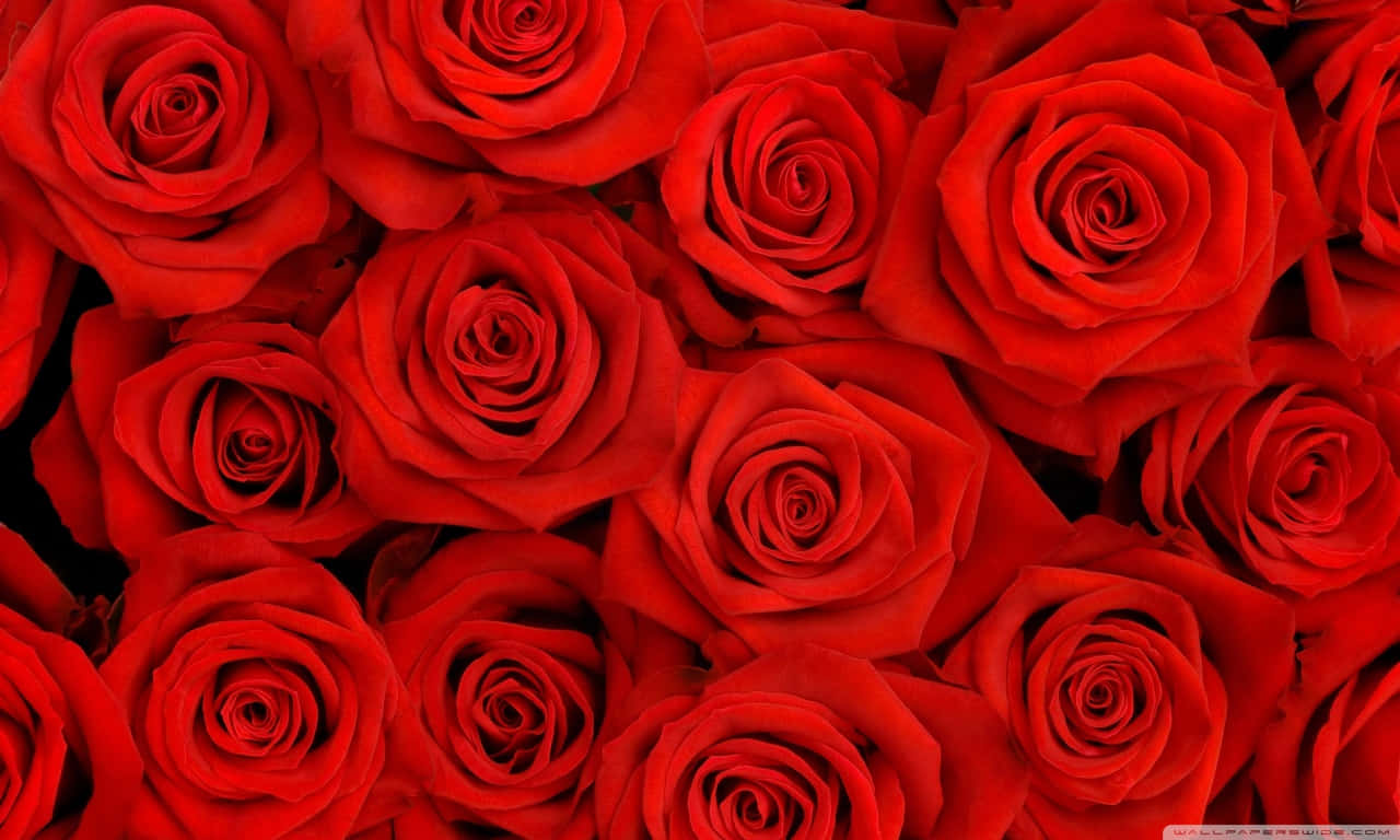 1280x768 Rose 桌布 壁紙 — 鮮豔的紅玫瑰填滿了畫面，形成密集茂盛的花卉佈置，深邃的陰影凸顯了它們天鵝絨般的花瓣。
