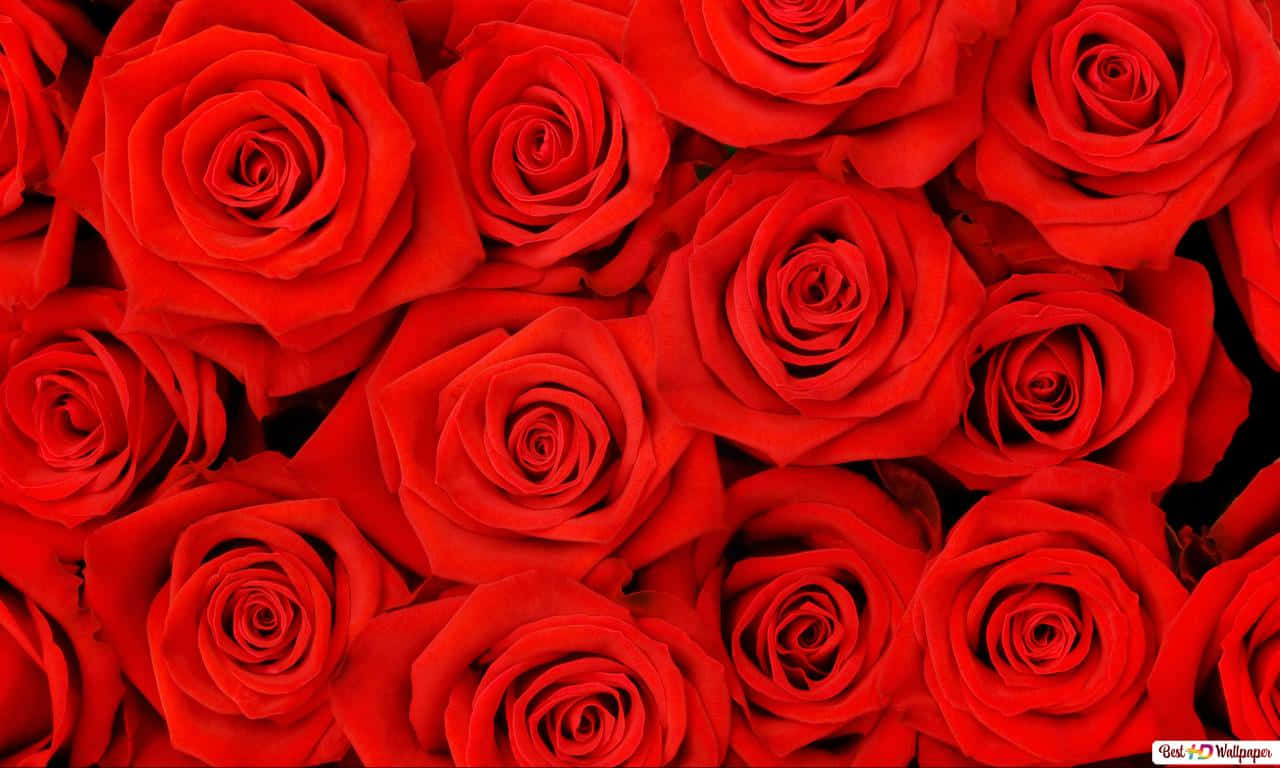 1280x768 Rose 桌布 壁紙 — 鮮豔的紅玫瑰填滿畫面，形成密集茂盛的花卉圖案，深沉的陰影凸顯其天鵝絨般的花瓣。