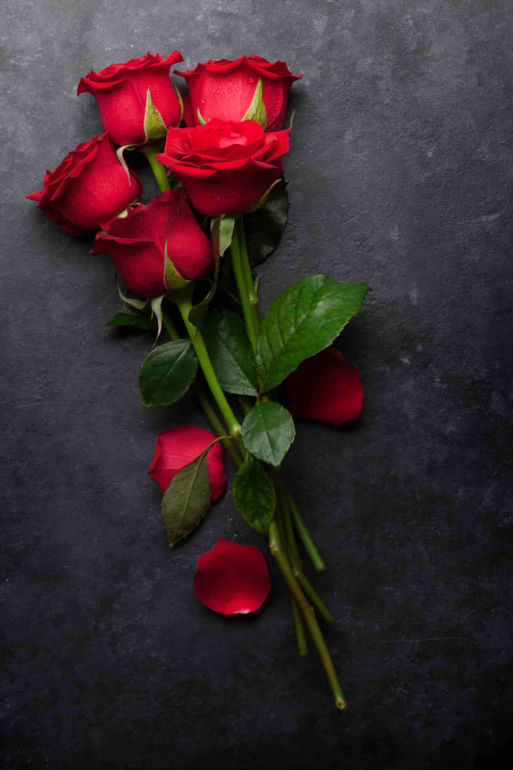 Best Roses 桌布 壁紙 — 鮮豔的紅玫瑰帶有露珠，放置在帶有散落花瓣的深色紋理表面上。
