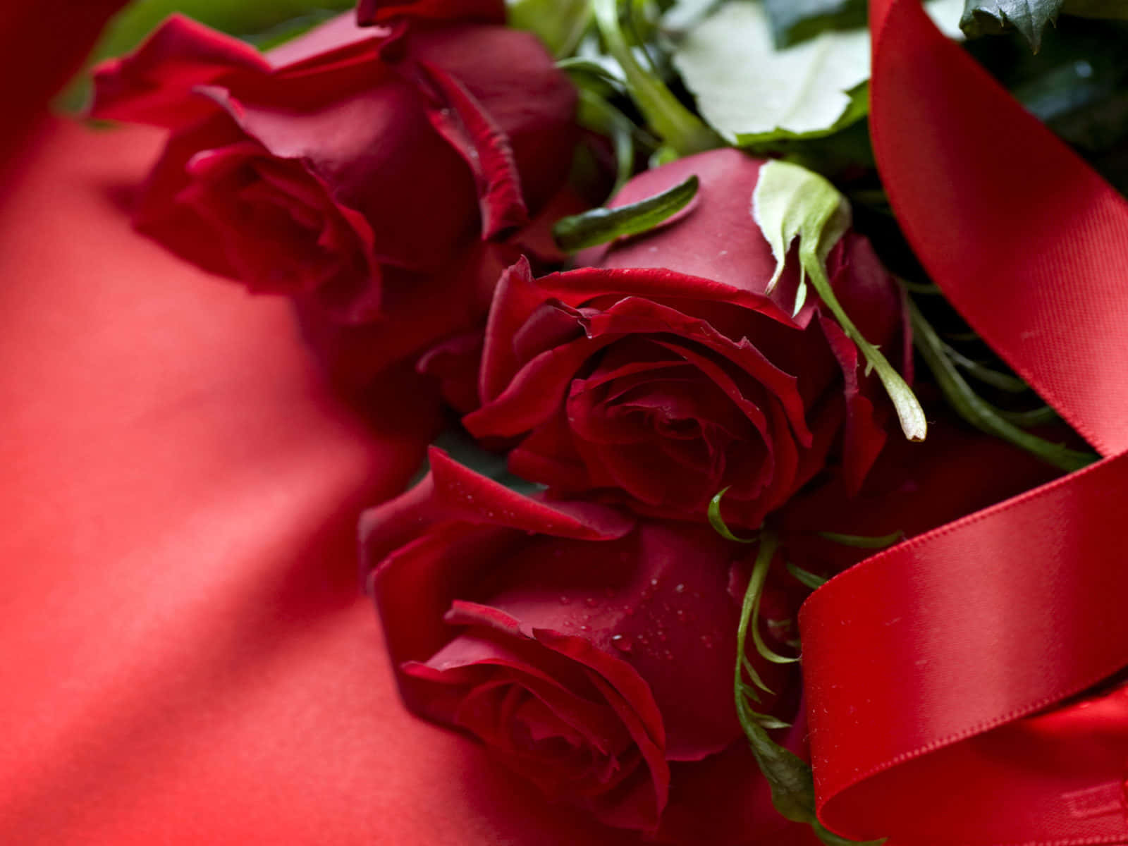 Beautiful Roses 桌布 壁紙 — 鮮豔的紅玫瑰帶有露珠，放置在相配的紅色緞面表面上，並用光澤的紅色絲帶繫住。
