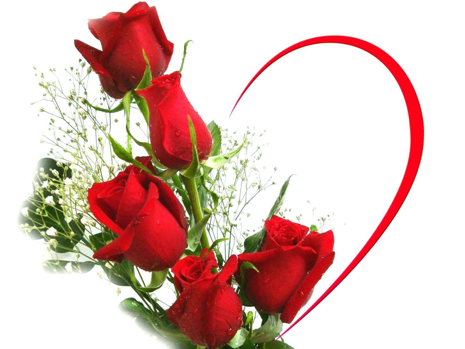 Red Rose 桌布 壁紙 — 鮮豔的紅玫瑰帶有露珠和滿天星，在純白背景上形成心形。