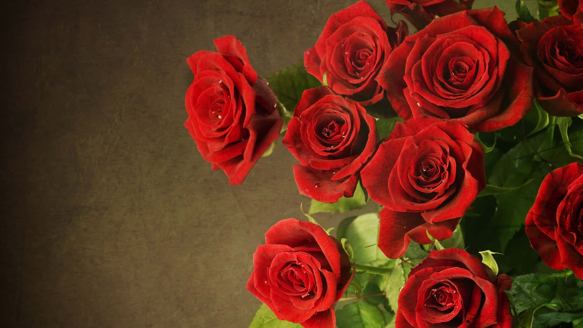 Bouquet 桌布 壁紙 — 鮮豔的紅玫瑰帶著露珠，在柔和的自然光下，在帶紋理的棕色背景上綻放。