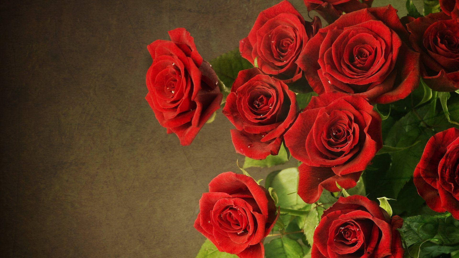 beautiful rose HD 桌布 壁紙 — 鮮豔的紅玫瑰帶著露珠，在柔和的自然光下，於帶有紋理的棕色背景上綻放。