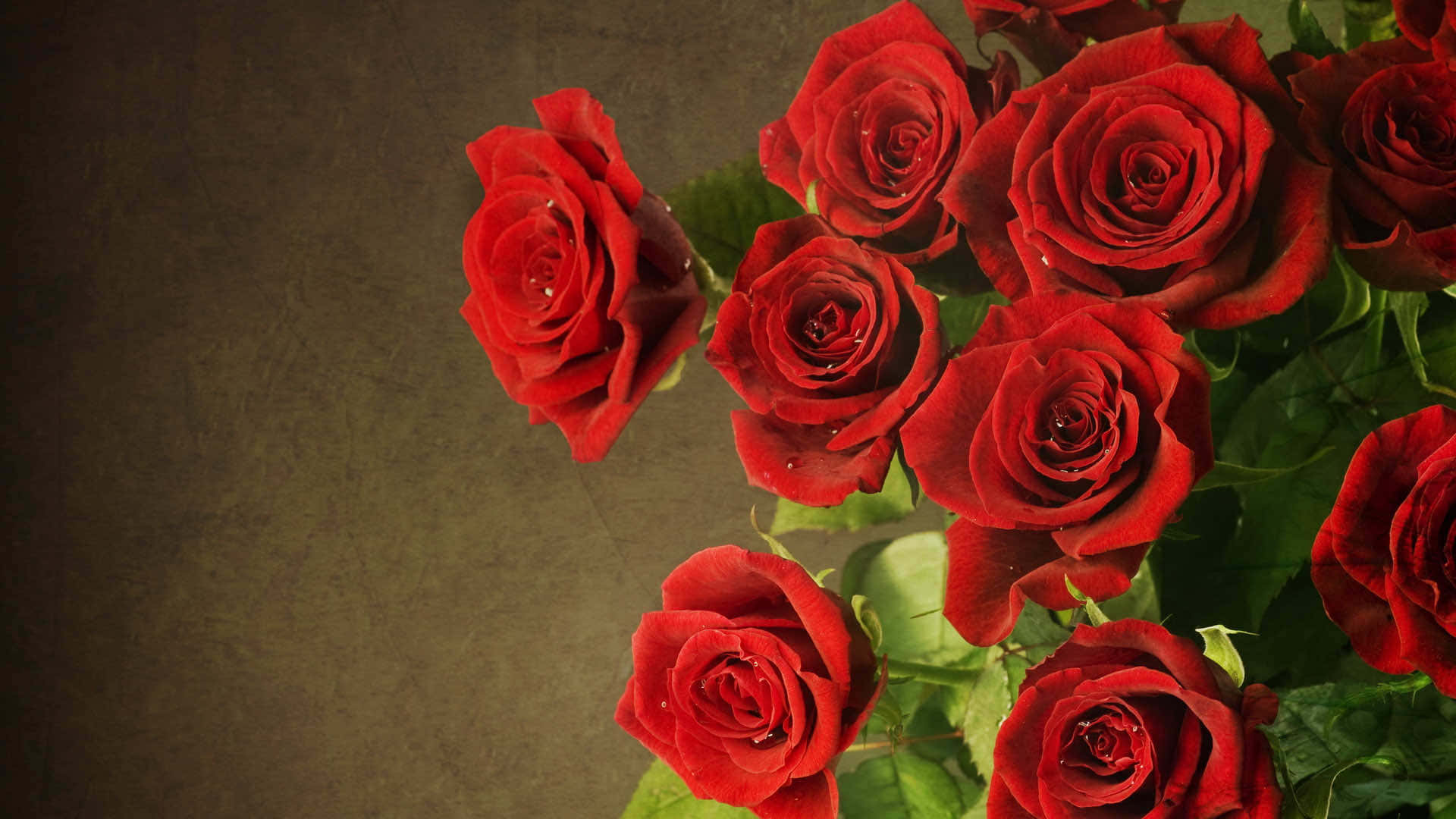 HD Rose 桌布 壁紙 — 鮮豔的紅玫瑰帶著露珠，在質感深棕色背景上綻放。