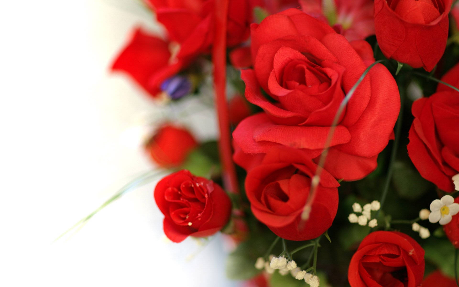Roses 桌布 壁紙 — 鮮豔的紅玫瑰搭配精緻的白色填充花朵和綠色莖幹，以柔焦花束形式排列在明亮的白色背景上。