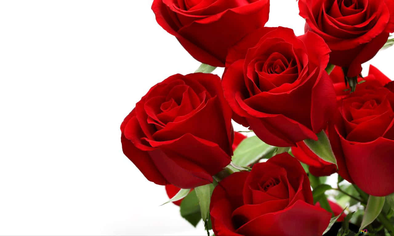 1280x768 Rose 桌布 壁紙 — 鮮豔的紅玫瑰搭配茂盛的綠莖，在純白背景的特寫照片中綻放。
