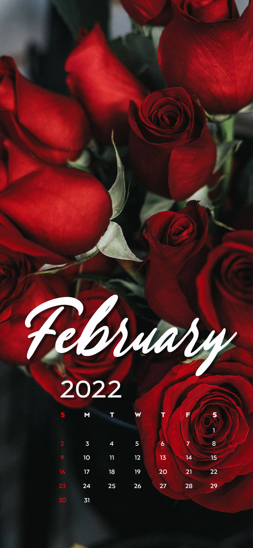 2022年2月日曆疊加在一束紅玫瑰上。 — 二月 GIF 壁紙