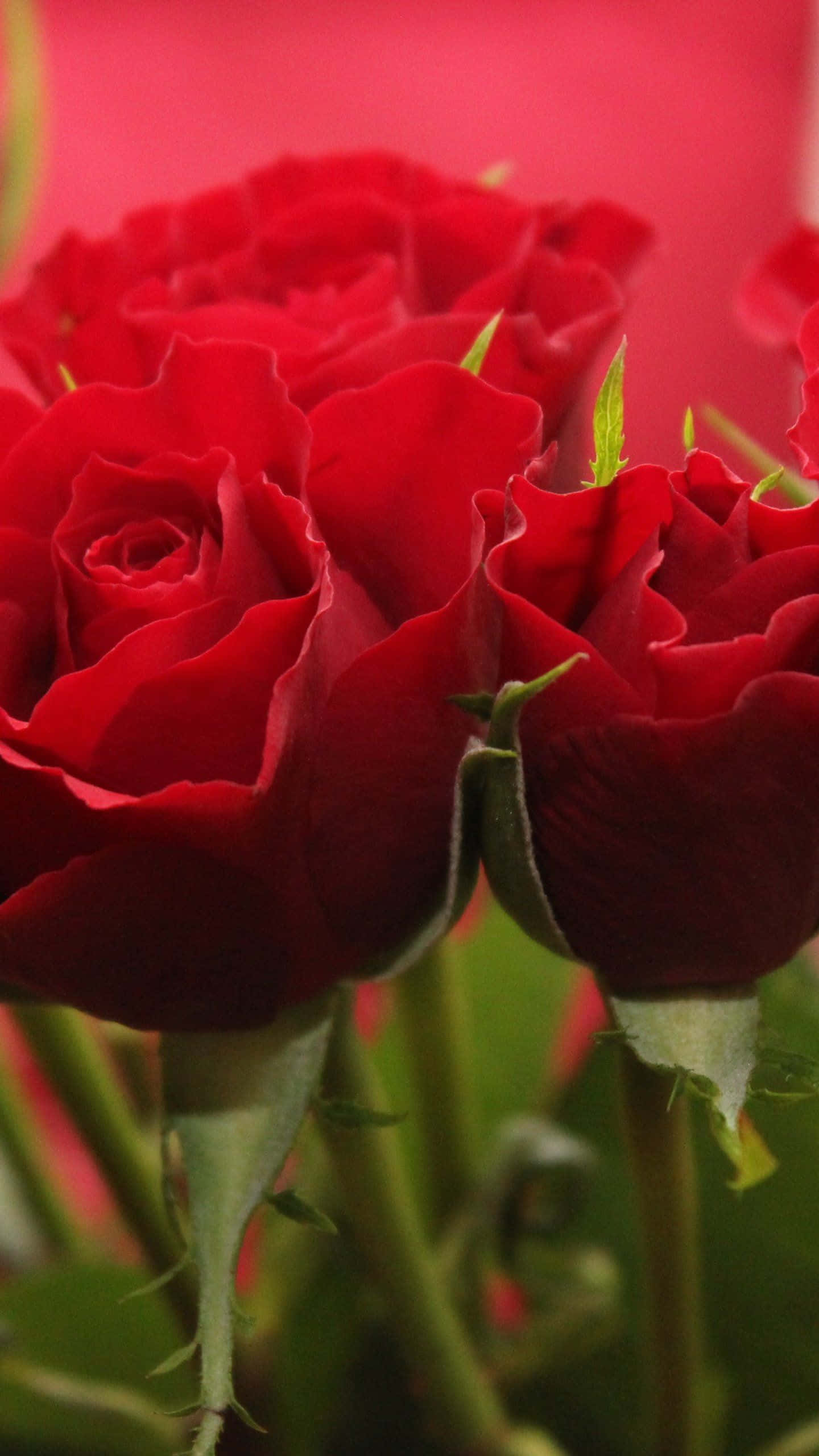 Red Roses 桌布 壁紙 — 鮮豔的紅玫瑰盛開，搭配茂盛的綠色莖幹和柔和的粉紅色背景。