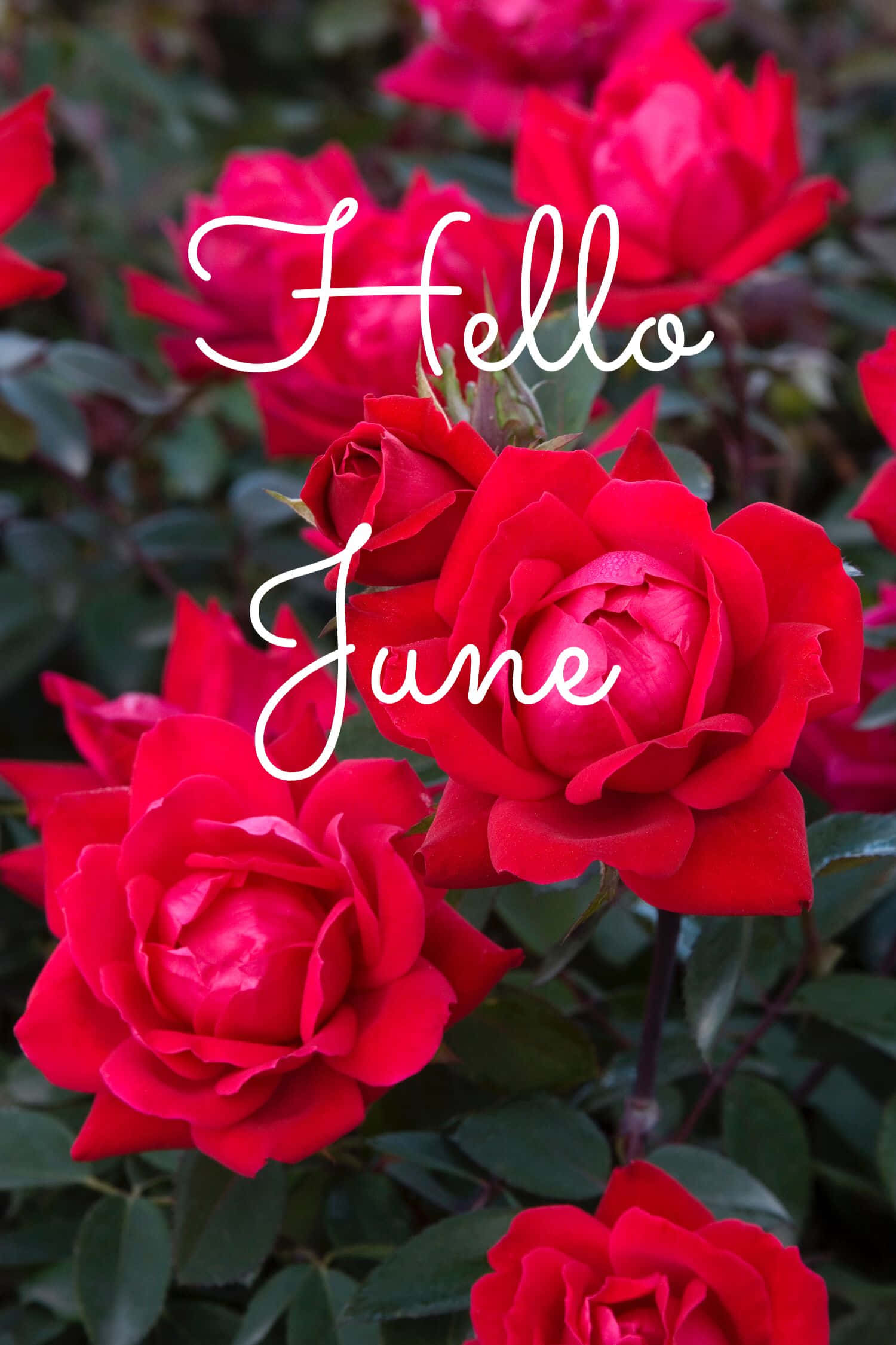 Hello June 桌布 壁紙 — 鮮豔的紅玫瑰盛開，襯托著深綠色葉子，上面有白色草書寫的「Hello June」。