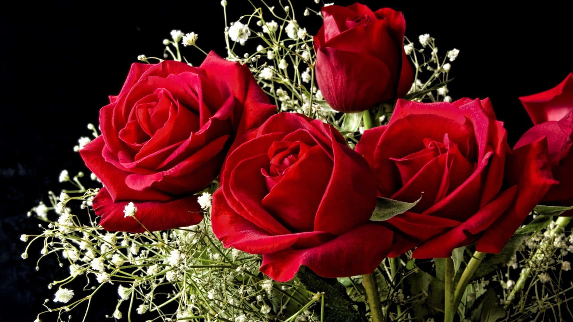 Best Roses 桌布 壁紙 — 鮮豔的紅玫瑰與精緻的白色滿天星在純黑背景上盛開。
