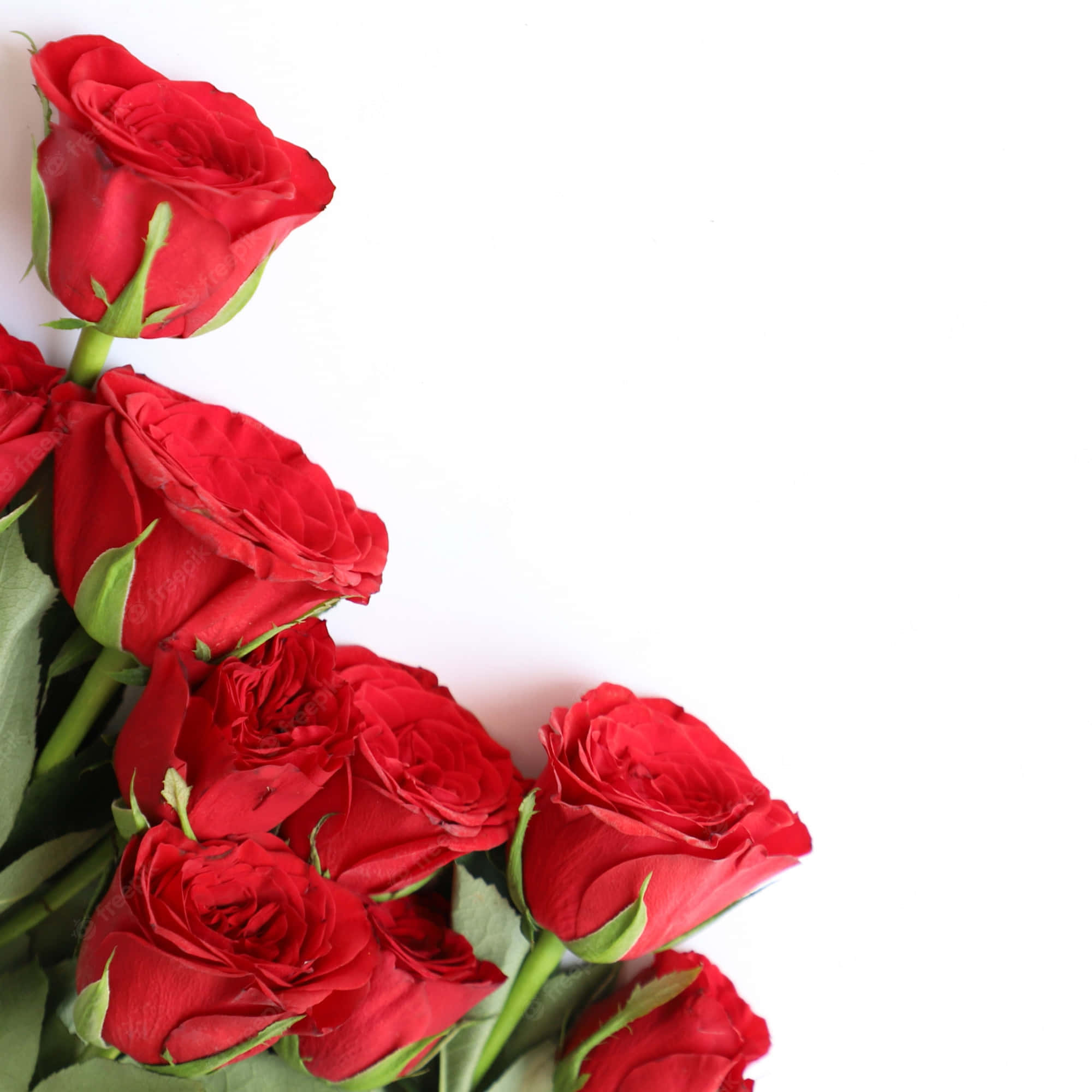 Red Roses 桌布 壁紙 — 鮮豔的紅玫瑰與茂盛的綠莖在純白背景的左下角聚集。