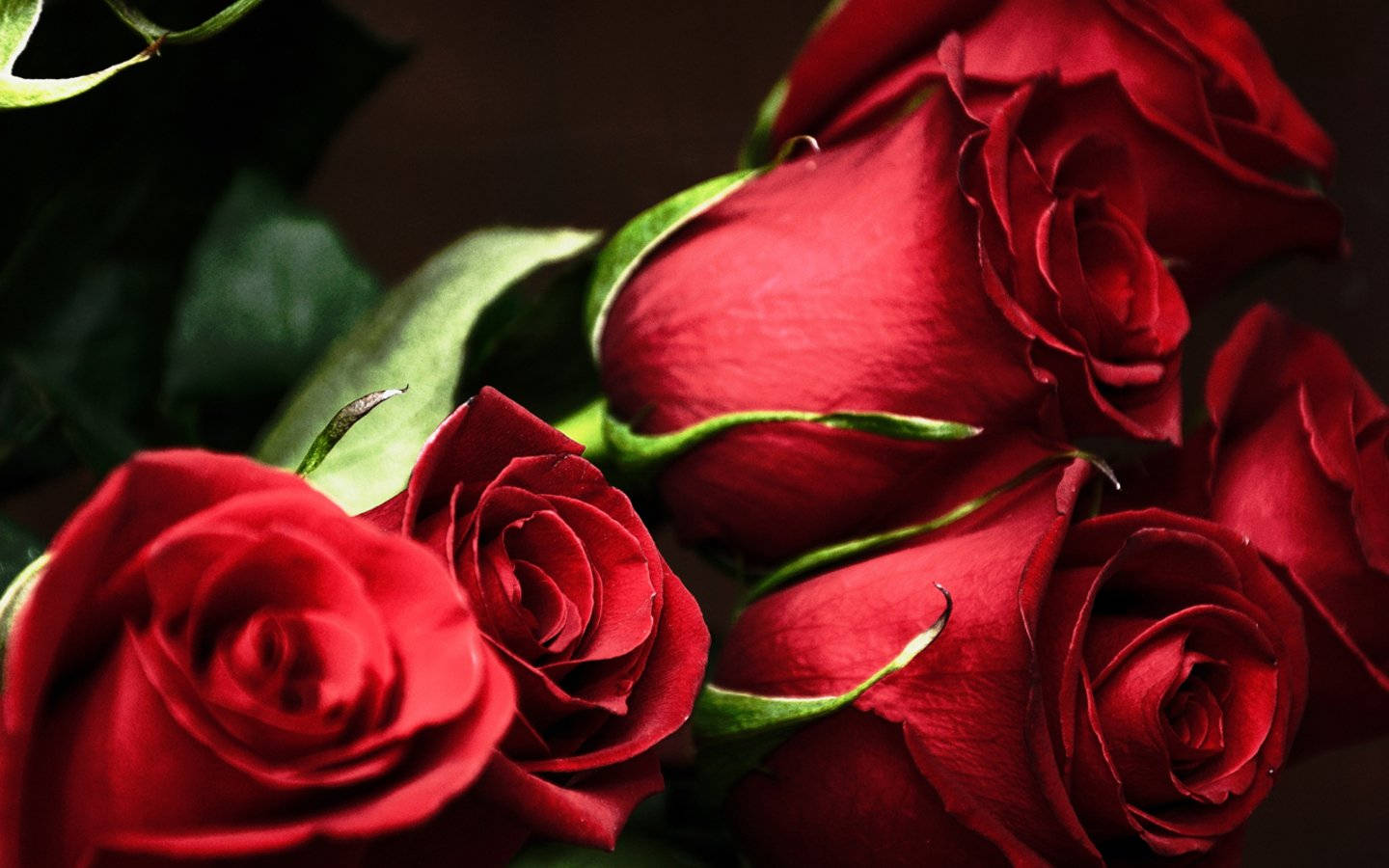 Roses 桌布 壁紙 — 鮮豔的紅玫瑰與茂盛的綠葉在深色背景下以柔焦綻放。
