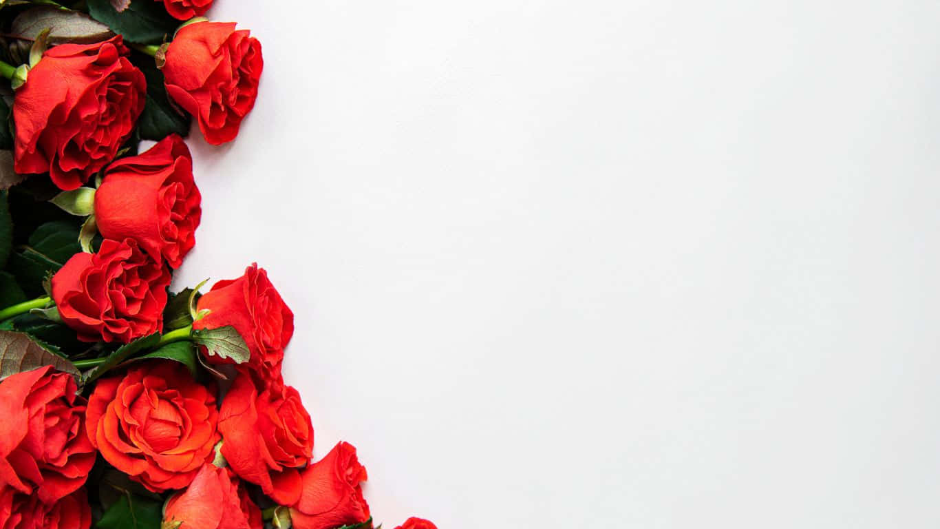 1366x768 Roses 桌布 壁紙 — 鮮豔的紅玫瑰與茂盛的綠葉在潔白背景的角落簇擁在一起。
