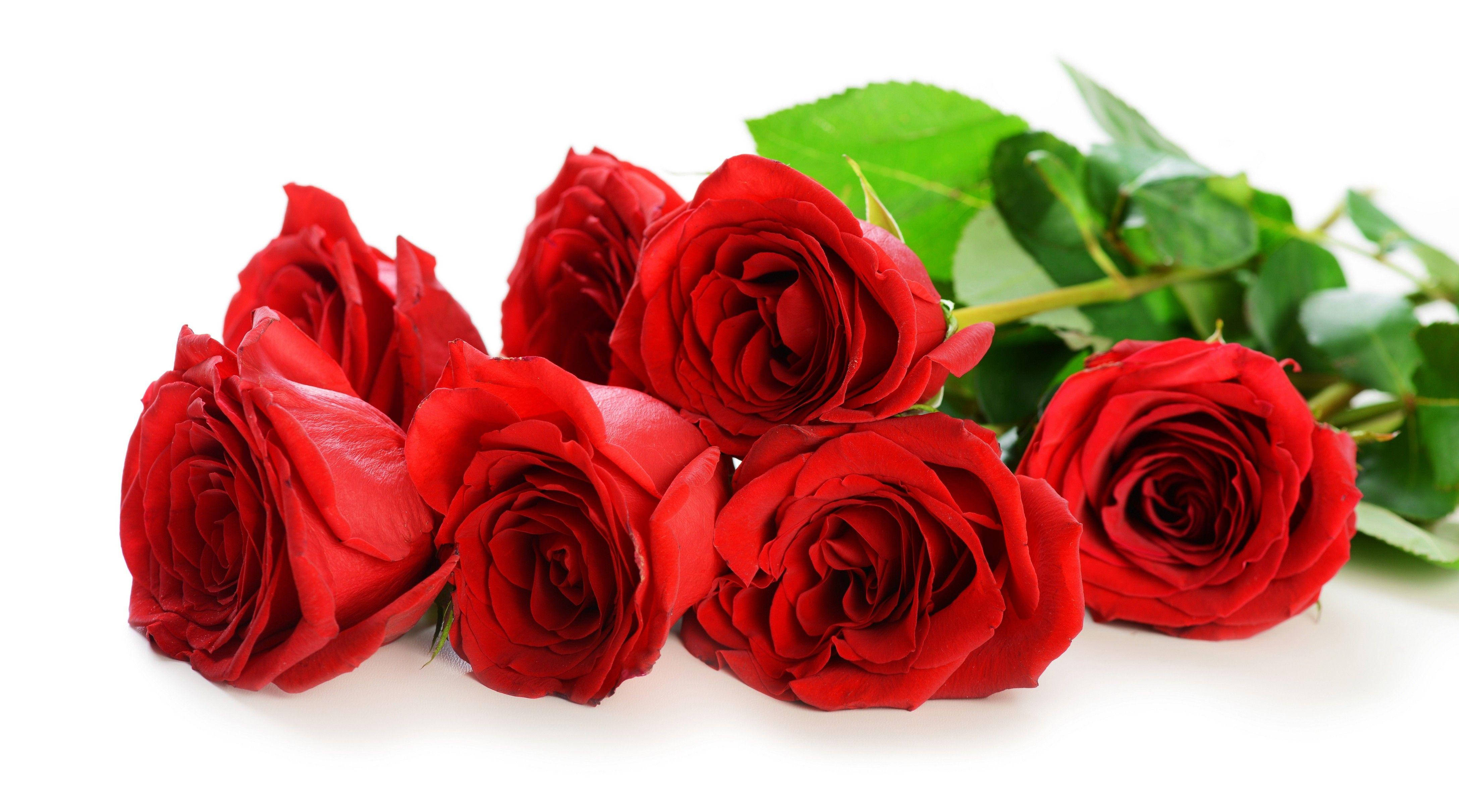 Rose Aesthetic 桌布 壁紙 — 鮮豔的紅玫瑰與茂盛的綠葉在純白背景上簇擁排列。