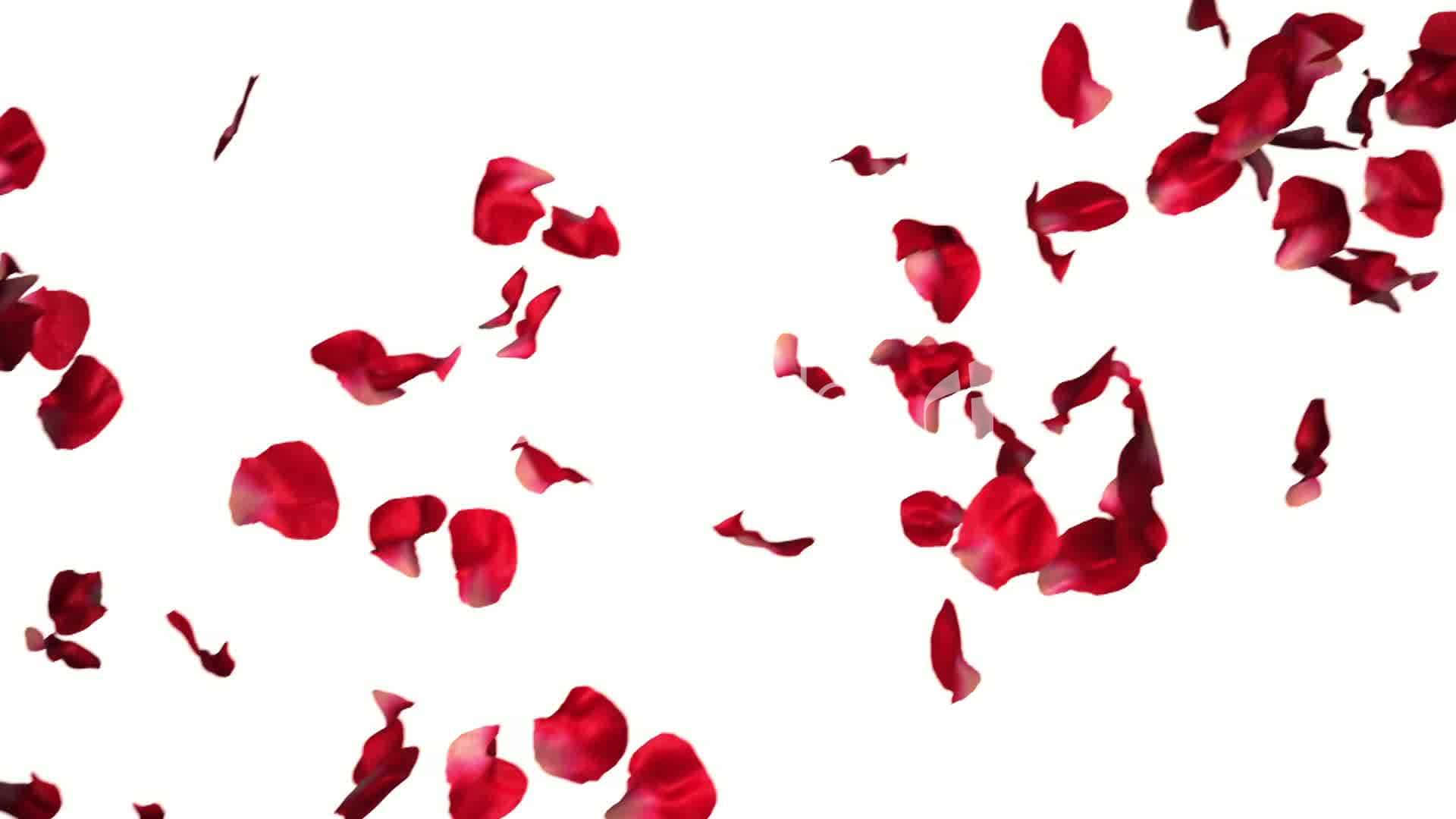 Rose Petal 桌布 壁紙 — 鮮豔的紅玫瑰花瓣在純白背景上優雅飄落，形成動態、散落的構圖。