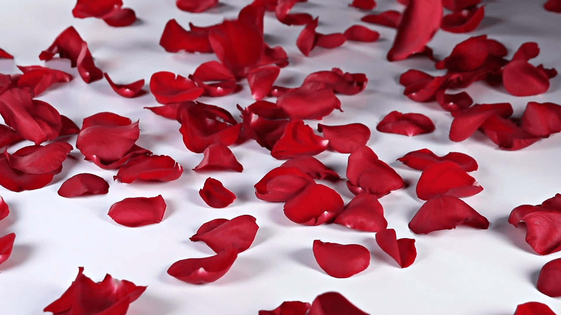 Rose Petal 桌布 壁紙 — 鮮豔的紅玫瑰花瓣散落在純白表面上，柔和自然光線下。