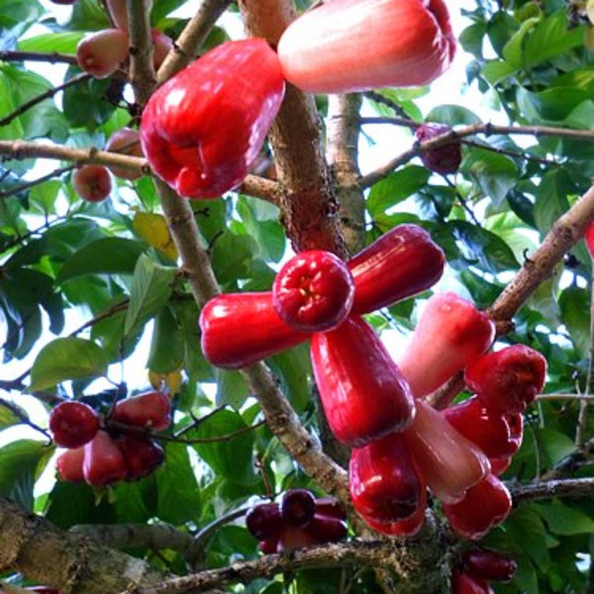 Fruits 桌布 壁紙 — 鮮豔的紅玫瑰蘋果成熟且光澤地掛在樹枝上，周圍環繞著茂密的綠葉。