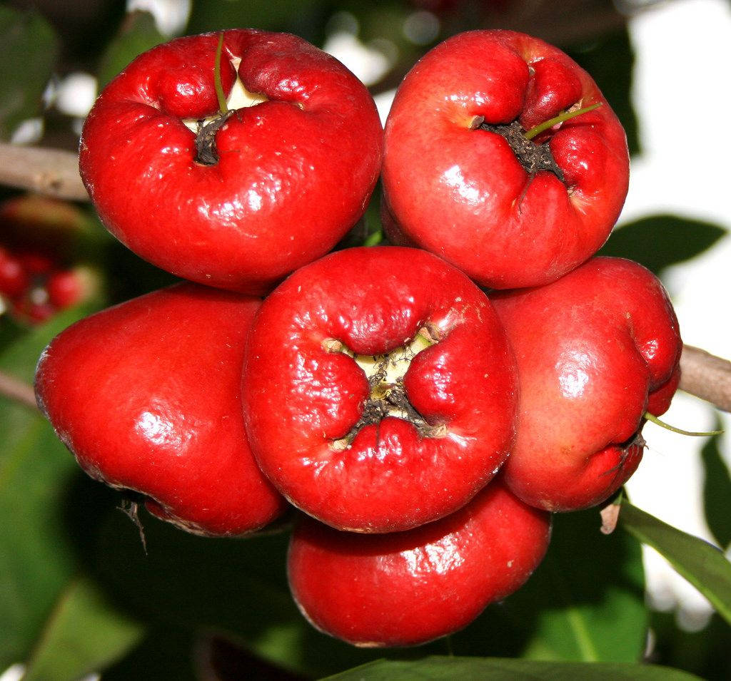 Fruits 桌布 壁紙 — 鮮豔的紅玫瑰蘋果簇擁在樹枝上，果皮光滑，綠葉襯托，在柔和自然光下。