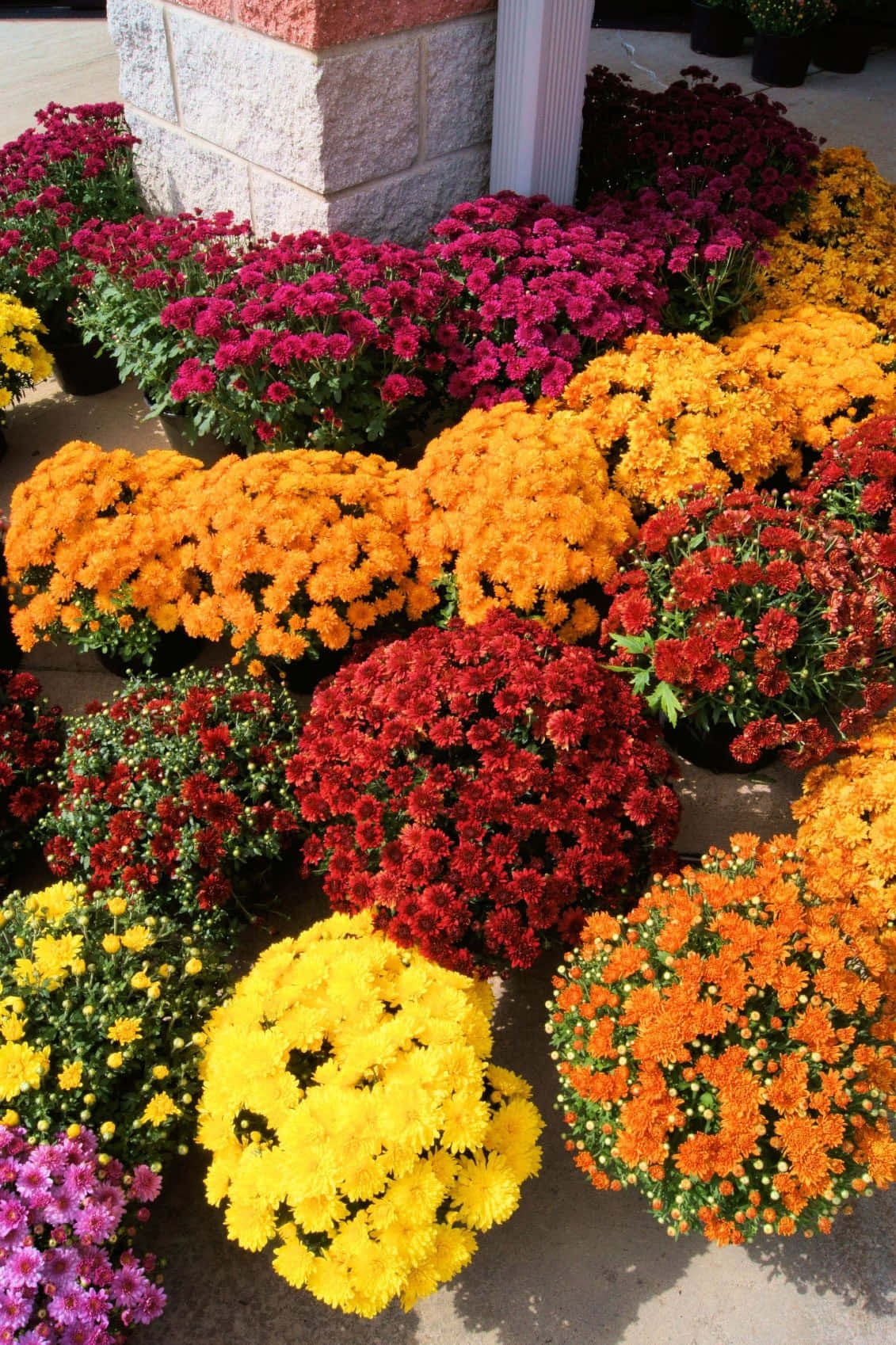 Chrysanthemum 桌布 壁紙 — 鮮豔的紅色、橙色、黃色和紫色菊花在陽光明媚的日子裡，在石頭建築外整齊排列盛開。