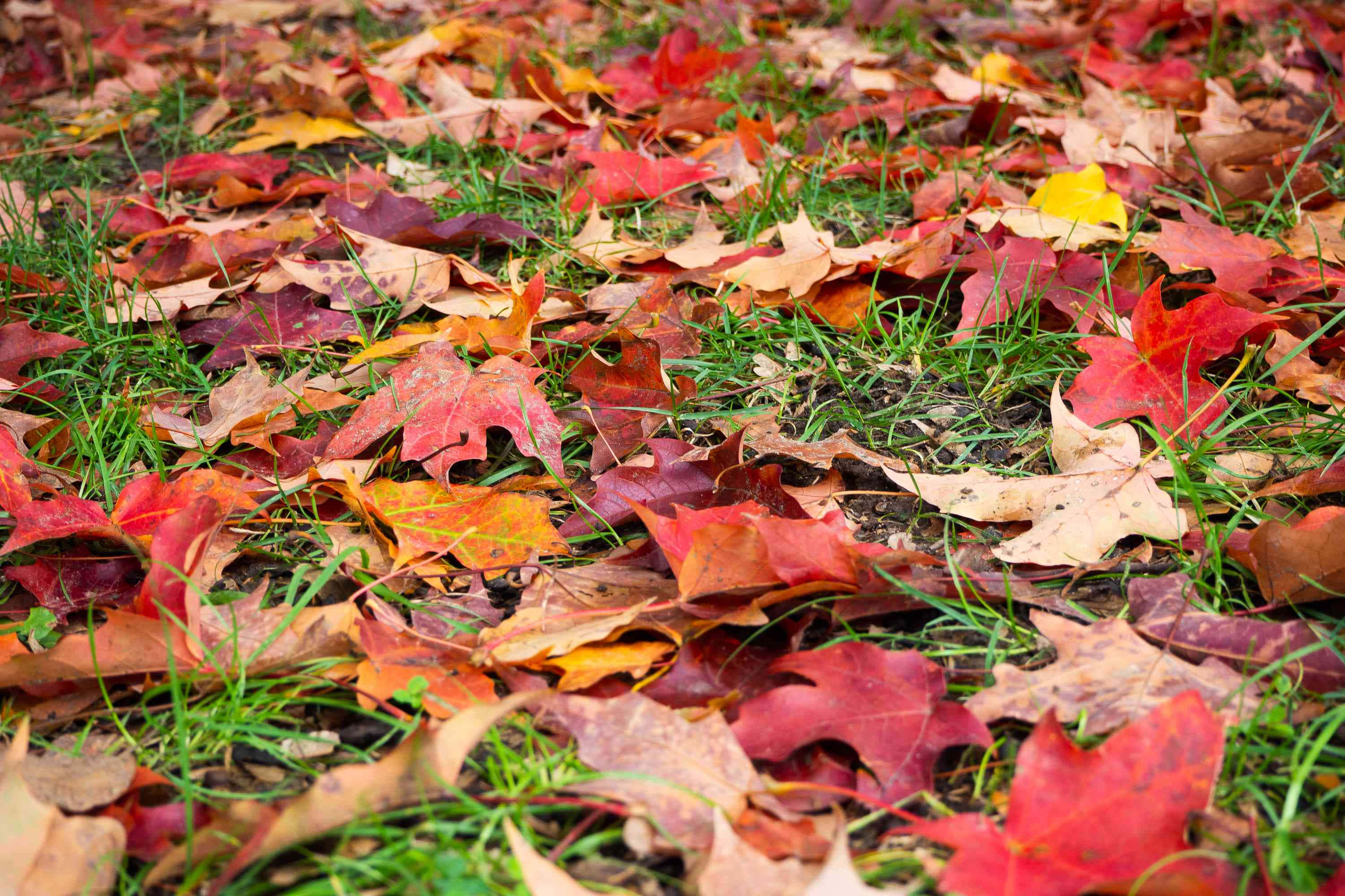 Leaves 桌布 壁紙 — 鮮豔的紅色、橙色和黃色秋葉散落在茂盛綠草上的特寫。