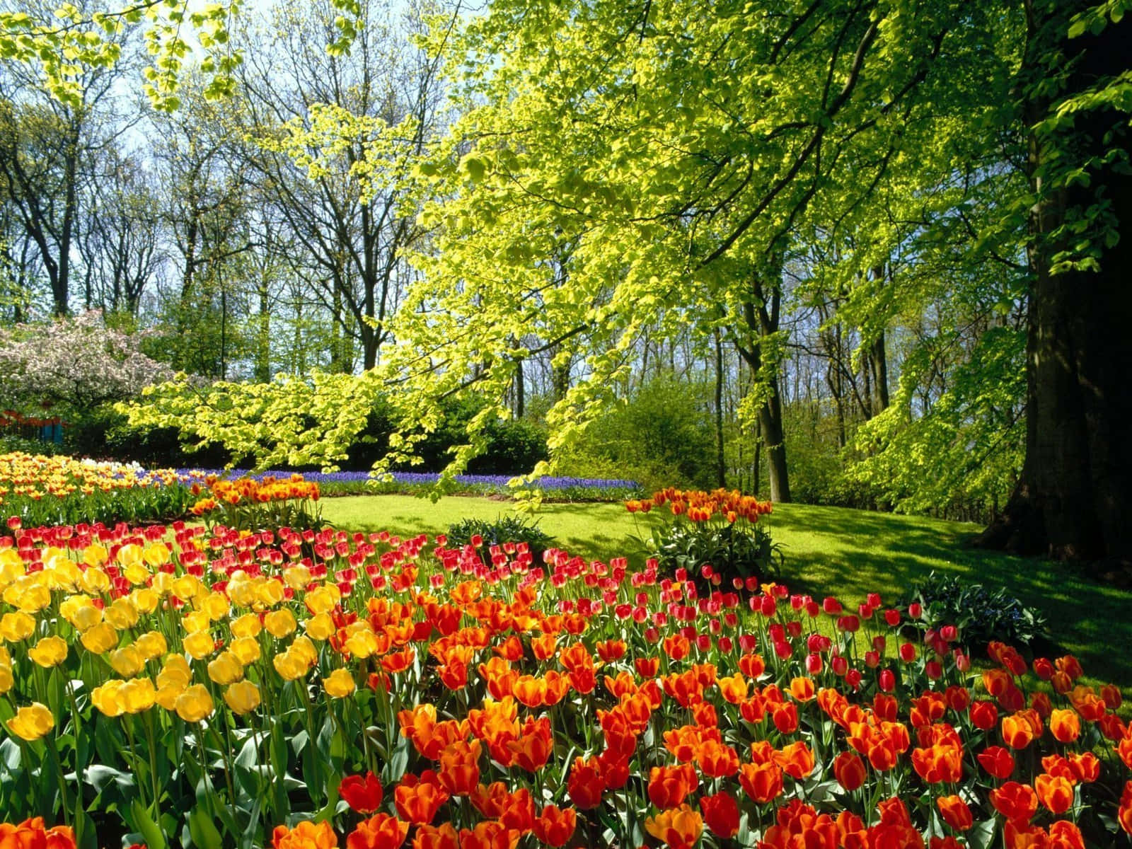 Yellow Tulips 桌布 壁紙 — 鮮豔的紅色、橙色和黃色鬱金香田在斑駁的陽光下盛開，陽光透過清新的綠樹過濾。