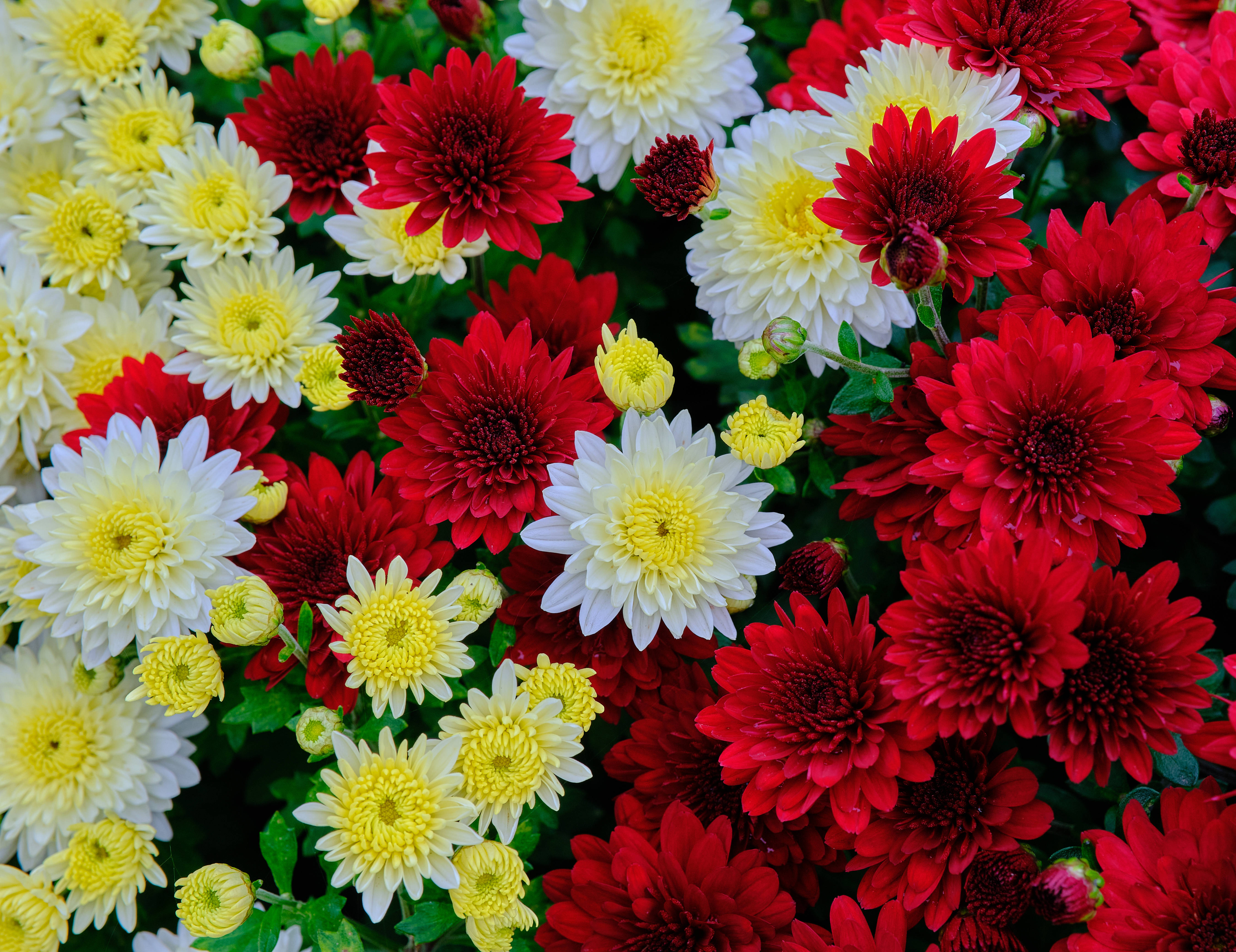 Red And White 桌布 壁紙 — 鮮豔的紅色、白色和黃色菊花在茂密的綠色葉子襯托下密集綻放，形成色彩繽紛的花卉掛毯。