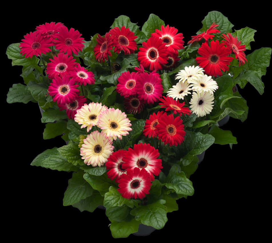 Flower Pot 桌布 壁紙 — 鮮豔的紅色、粉紅色和白色非洲菊雛菊，在濃綠的葉子襯托下，於純黑背景中盛開。