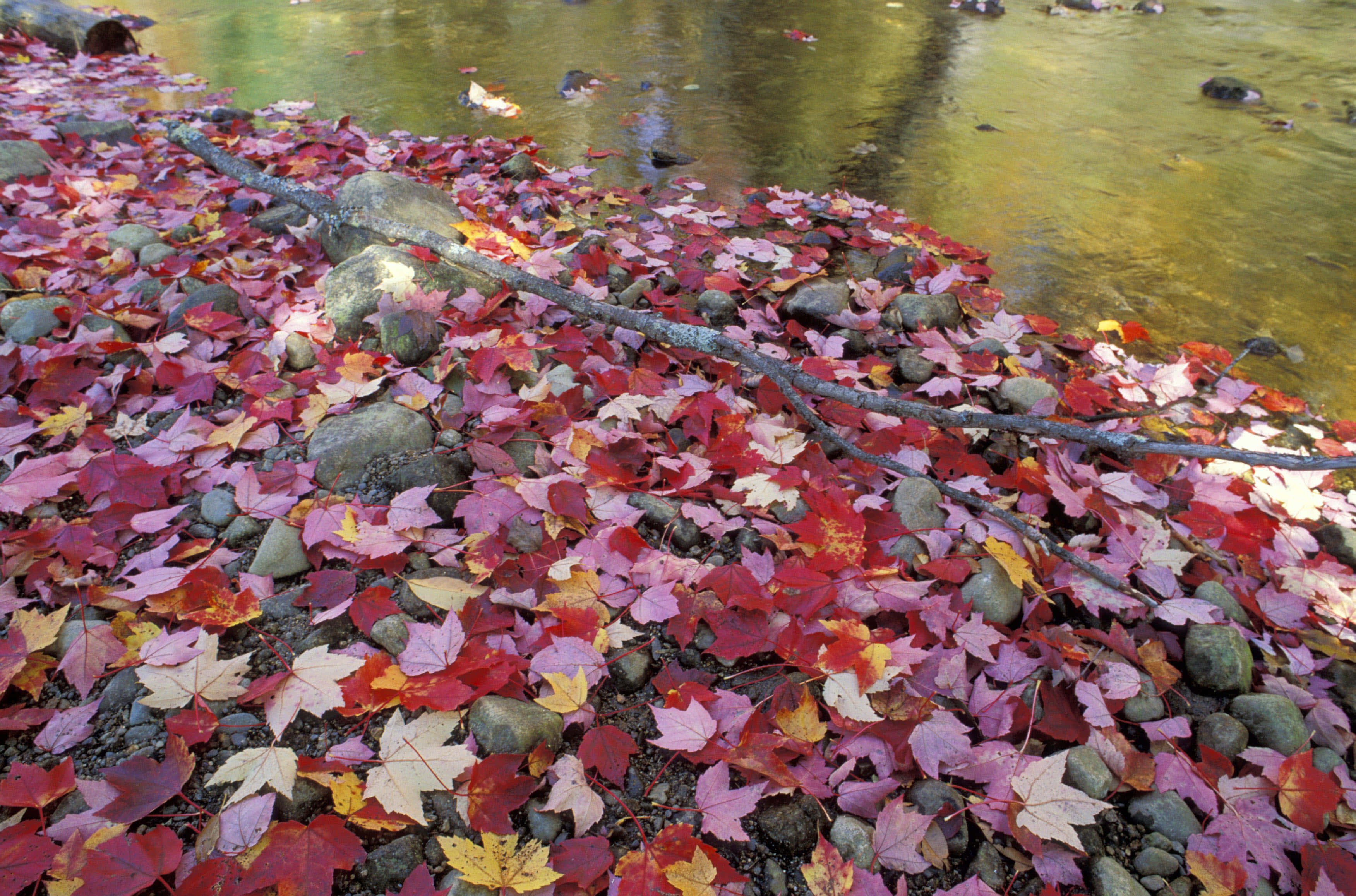 Autumn Fall 桌布 壁紙 — 鮮豔的紅色、粉紅色和黃色楓葉覆蓋著岩石河岸，旁邊是清澈流淌的溪水。