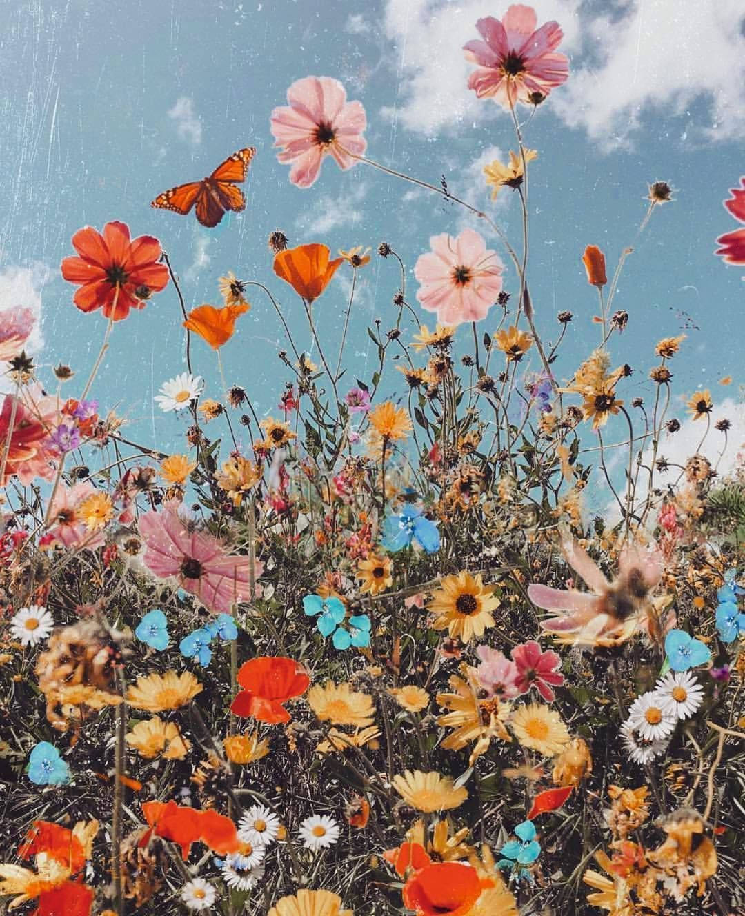 花 桌布 壁紙 — 鮮豔的紅色、粉紅色和黃色野花在明亮的藍天下盛開，一隻帝王蝶在其中翩翩起舞。
