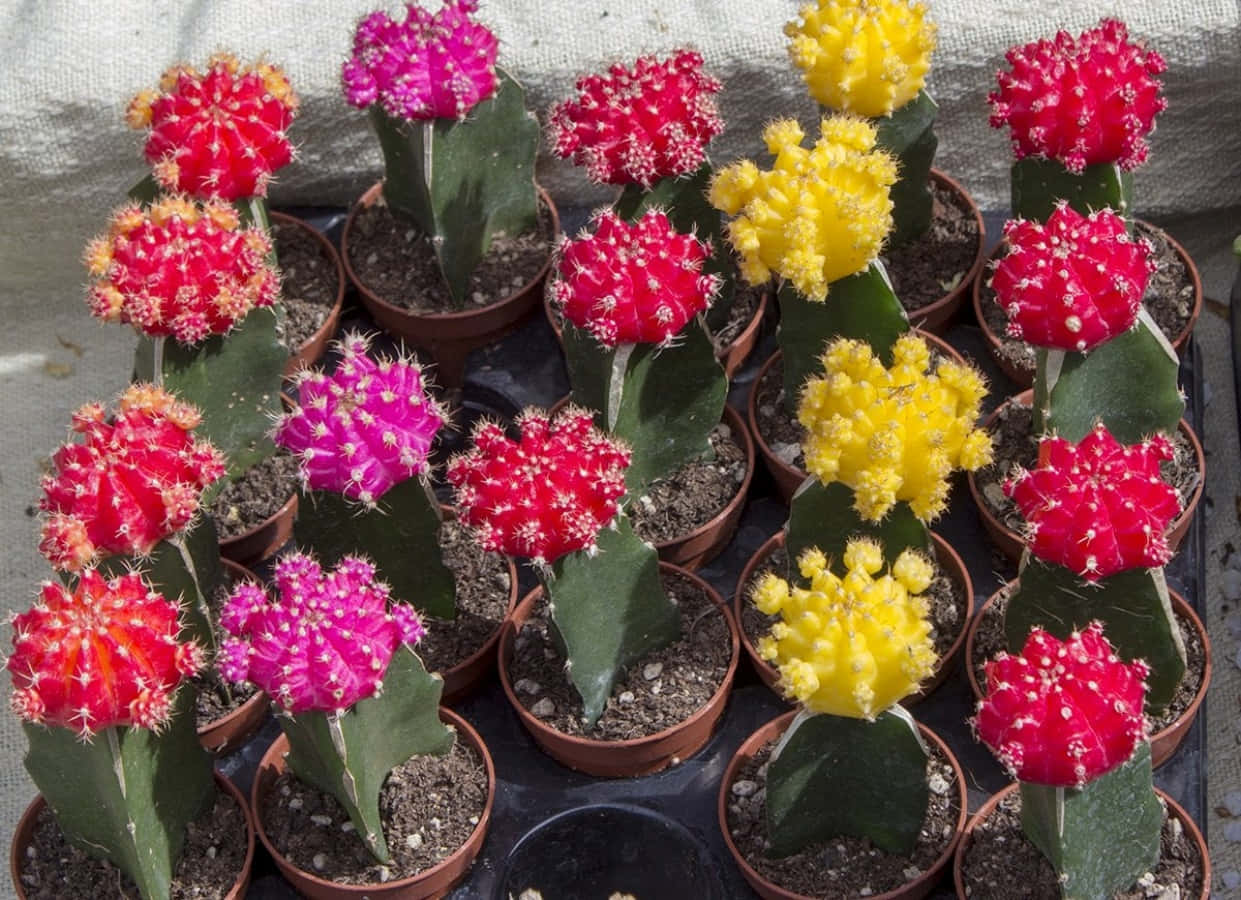 Cactus Plants 桌布 壁紙 — 鮮豔的紅色、粉紅色和黃色開花仙人掌整齊地排列在深色托盤上的赤陶盆中，沐浴在明亮的陽光下。