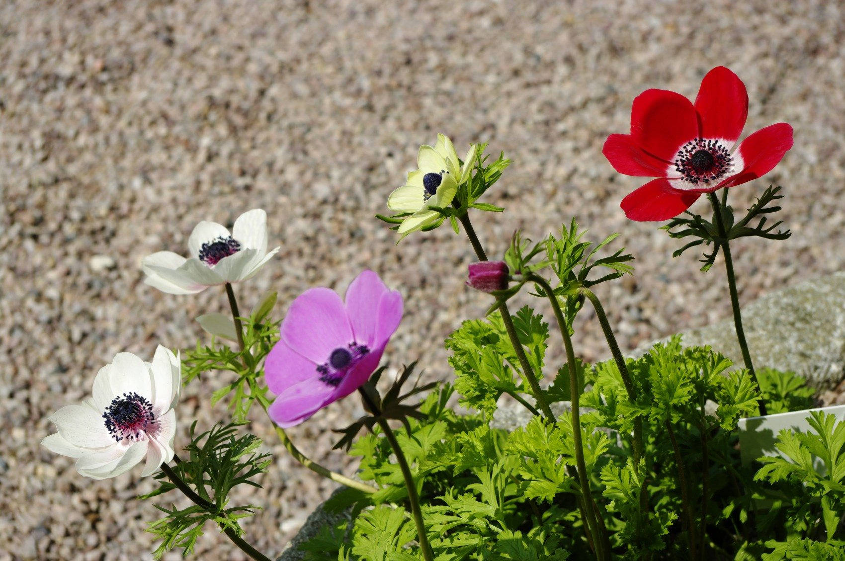 Anemone Flower 桌布 壁紙 — 鮮豔的紅色、紫色和白色銀蓮花盛開，深色花心襯托著礫石和茂密綠葉的背景。