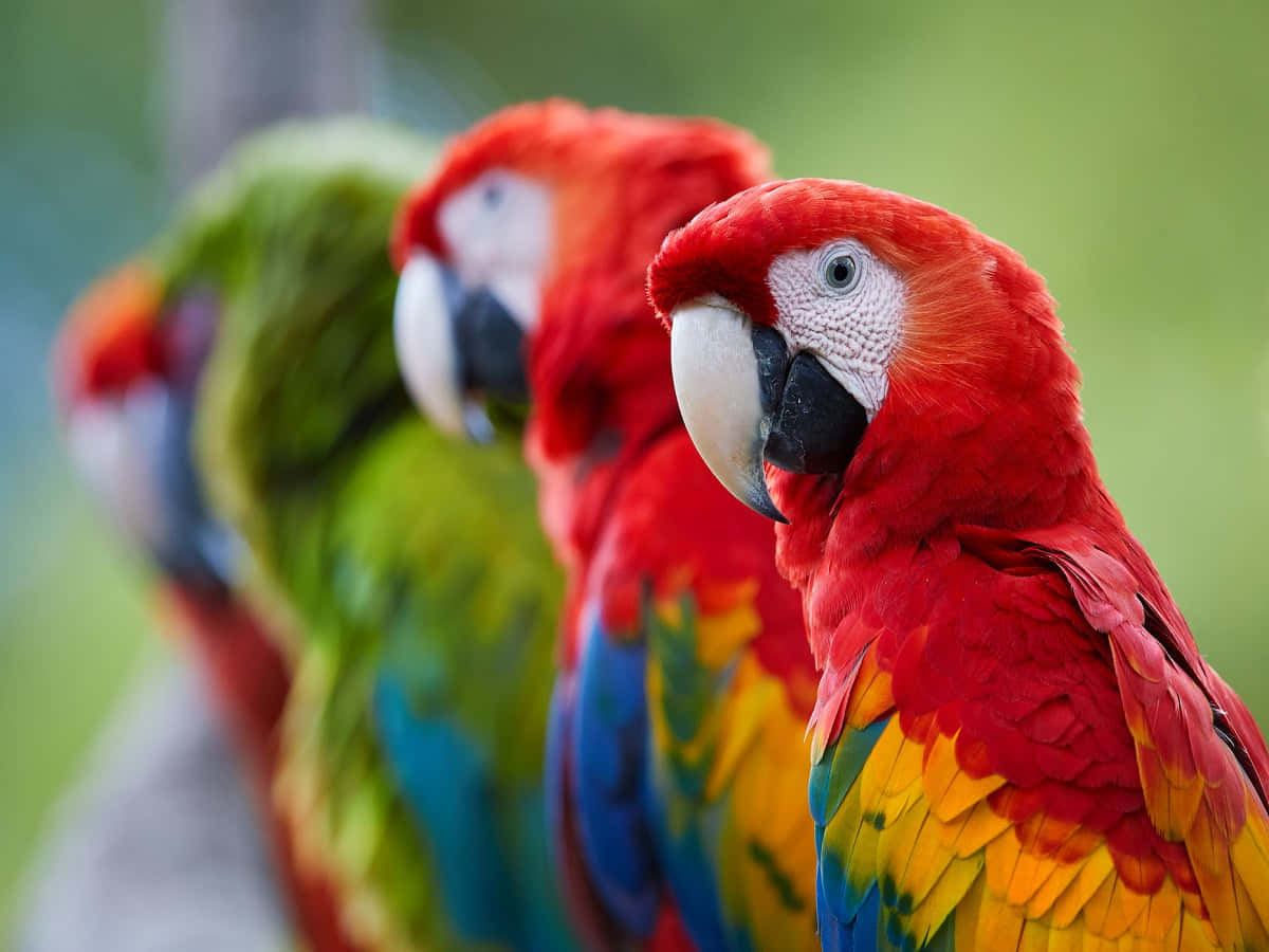 parrot 桌布 壁紙 — 鮮豔的紅色、綠色和藍色金剛鸚鵡排成一排，對焦在前方的鳥上，背景是柔和模糊的綠色。